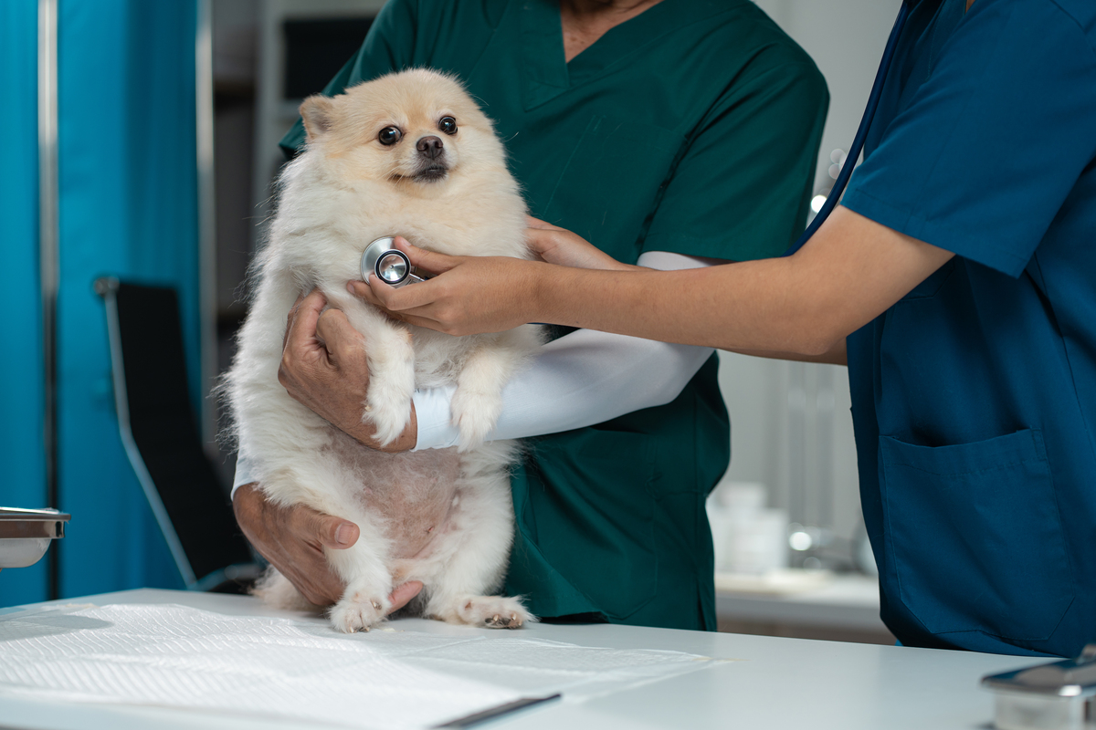 畜牧兽医专业如何？用发散性思