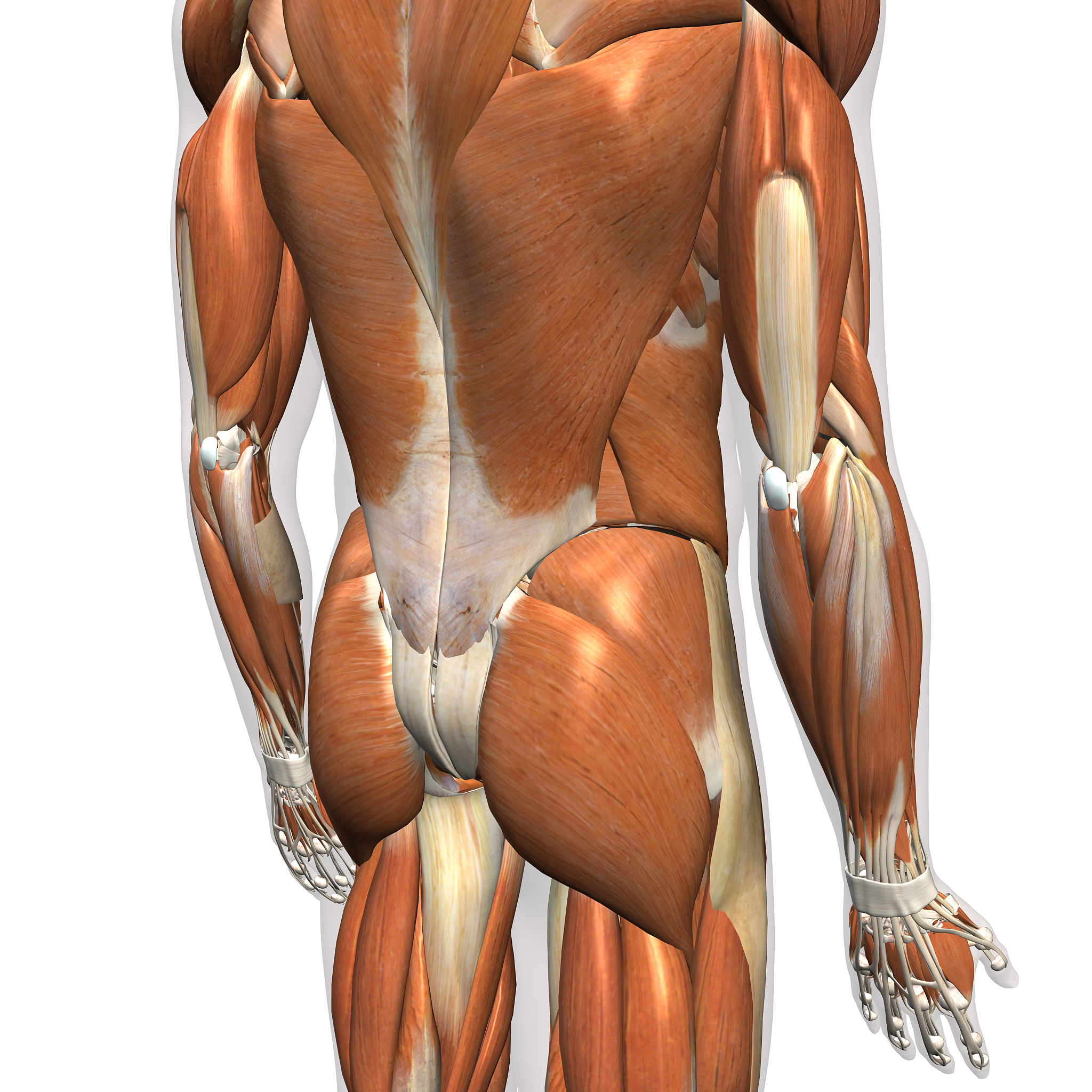 核心力量概念解析：提升运动表现，预防损伤