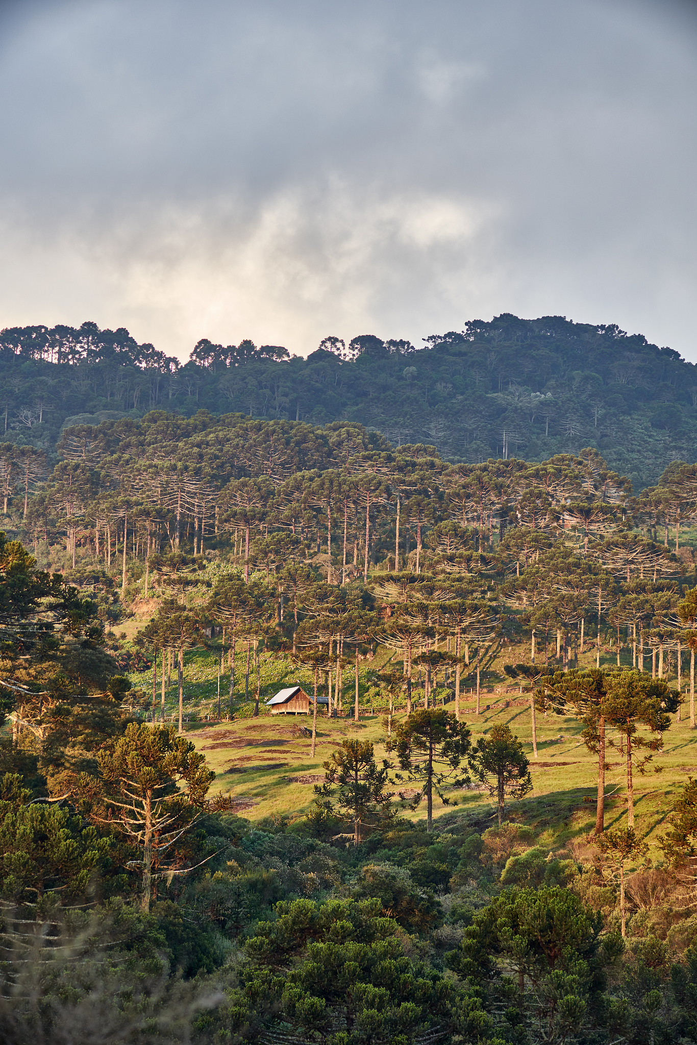 a forest of the highly protected araucaria araucana (monkey puzz