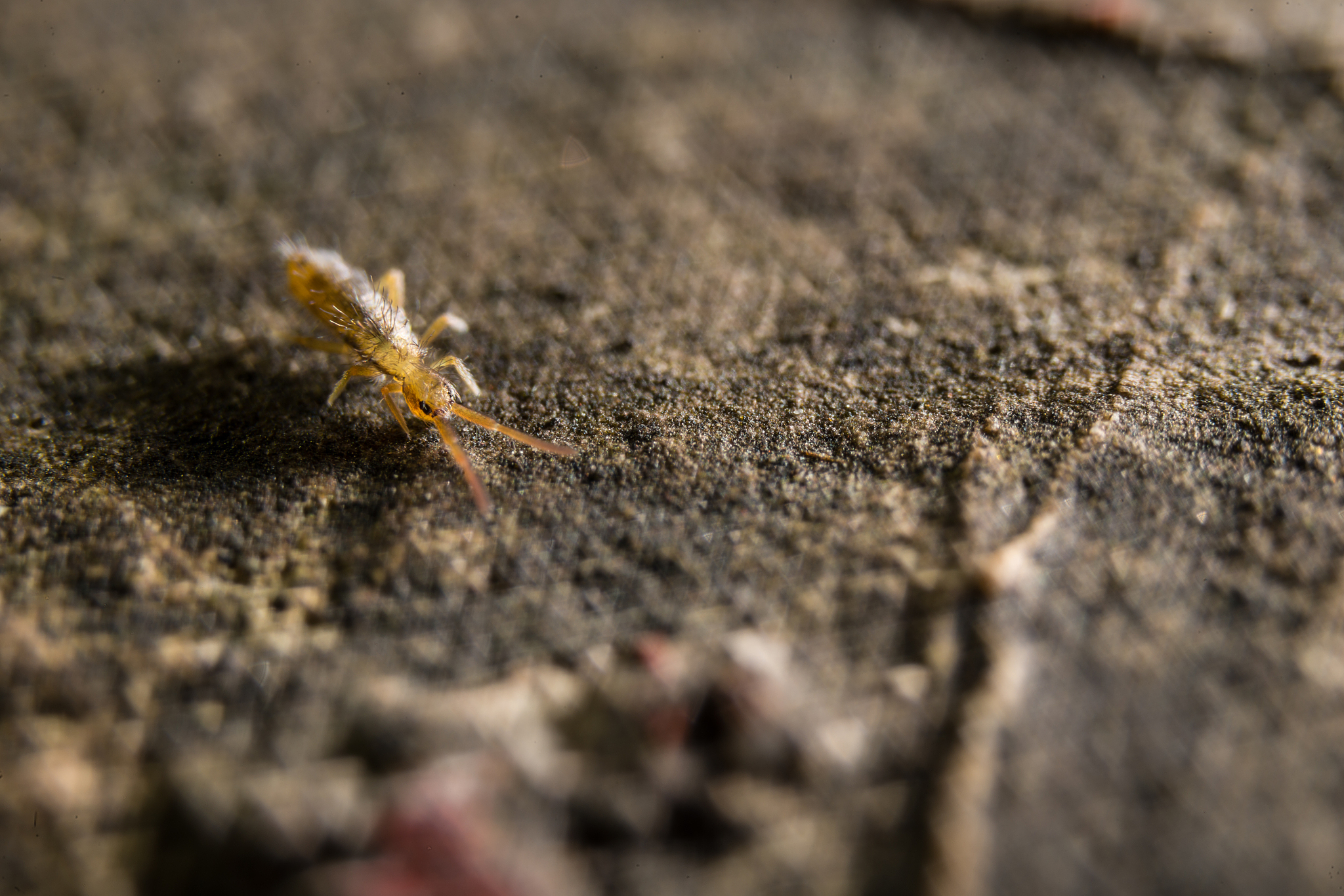 跳蚤本是能够跳到其身高100倍以上高度的跳高冠军堪 称世界上跳得最高的昆虫！然而当科学家连续多次在跳蚤的 身上罩一个不断降低高度的玻璃罩后 跳蚤竟改变了起跳高度 以适应环境每次跳跃总保持在罩顶以下高度。最后当玻璃 调到接近桌面的高度时跳蚤已无法再跳了只好在桌子上 爬行。即使在科学家移开玻璃罩以后跳蚤仍然还是不跳。就 这样 玻璃罩的限制深深地刻在跳蚤的心灵上 扼杀了它行动 的欲望和潜能 让跳蚤从当初