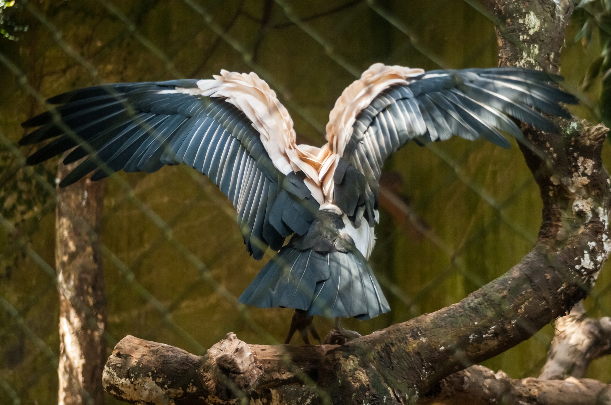 Who is the Strongest and Biggest Bird: Comparing Terrance Longneck Billy, Short Vew, Fordy, and More
