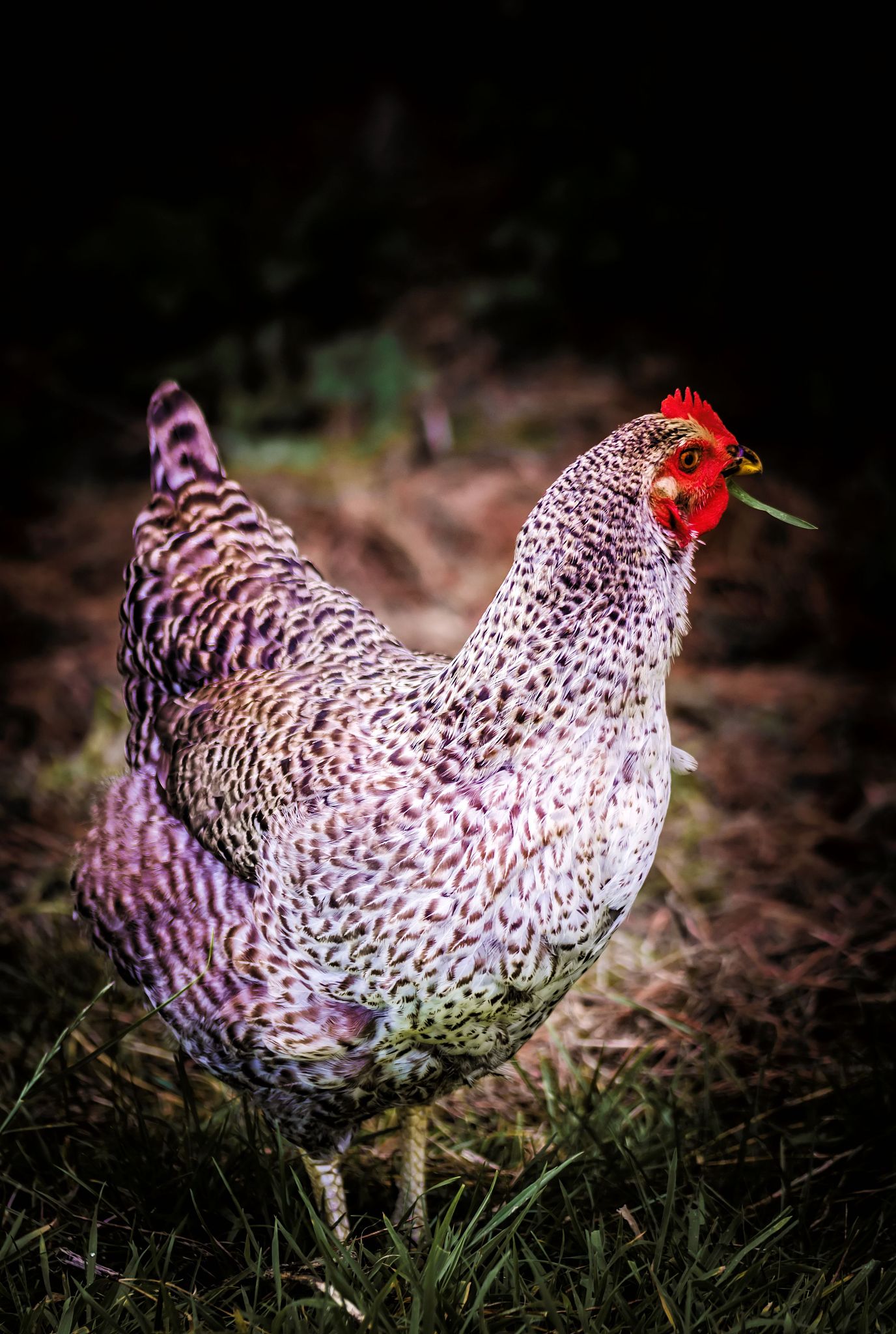 chicken