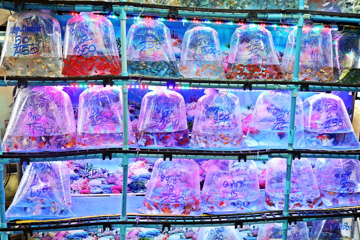 广州花都金鱼哪里买？宠物店、水族馆推荐