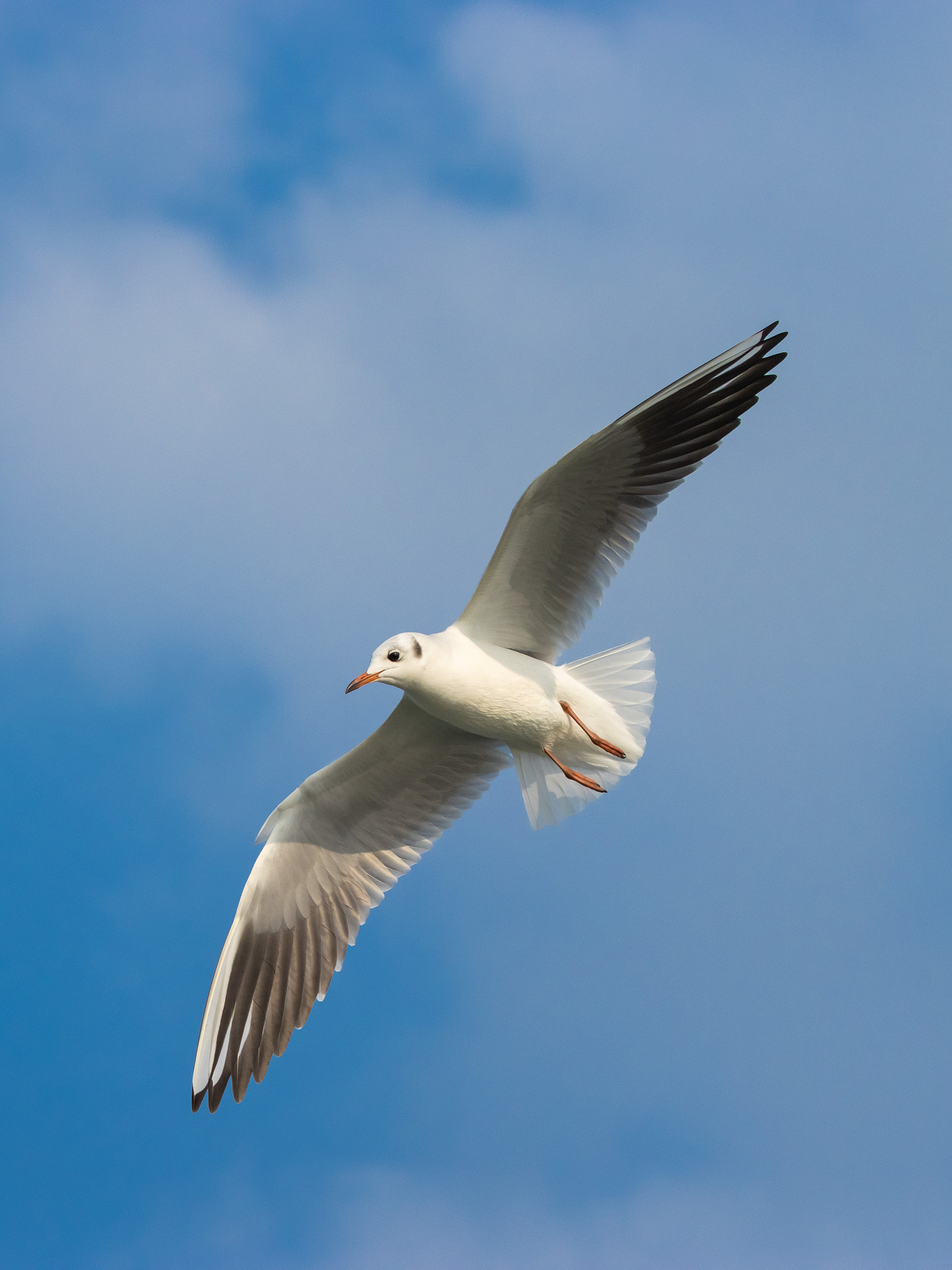 写一首表达快乐情绪的中文蓝调歌曲歌曲表达的主题为自由歌词结构为verse1、verse2、Pre-Chorus1、chorus1、chorus2、verse3、verse4、chorus3、Bridge1、chorus4并确保chorus1、chorus2、chorus3、chorus4、verse5、Pre-Chorus2、chorus5、Bridge2、歌词不重复每段歌词结尾使用中文anwan