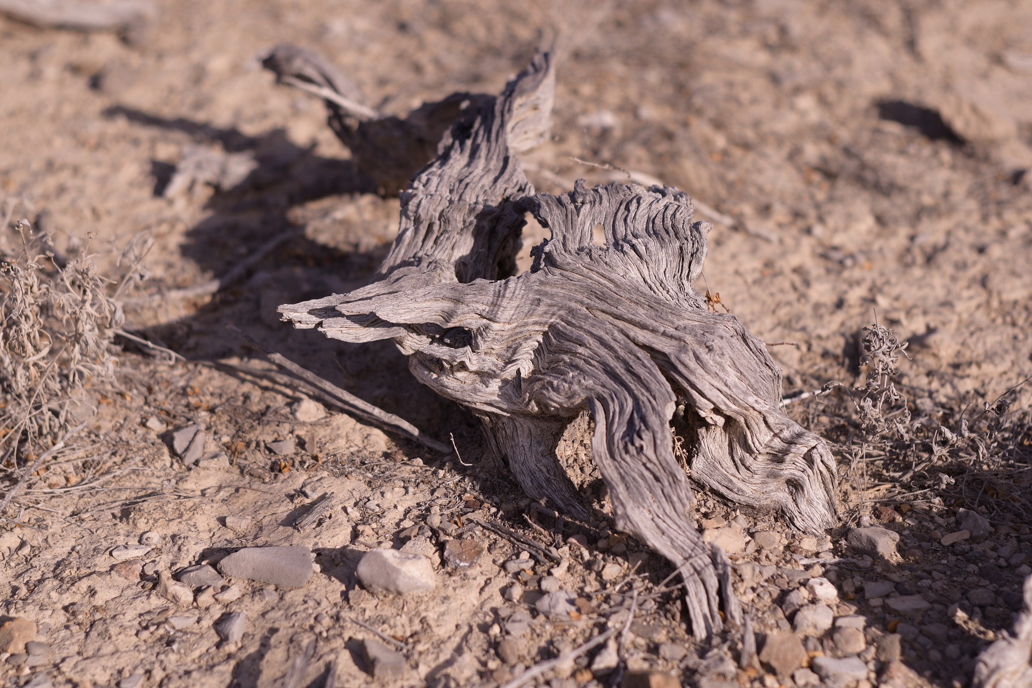 close-up of dried piece of wood on the desert floor
