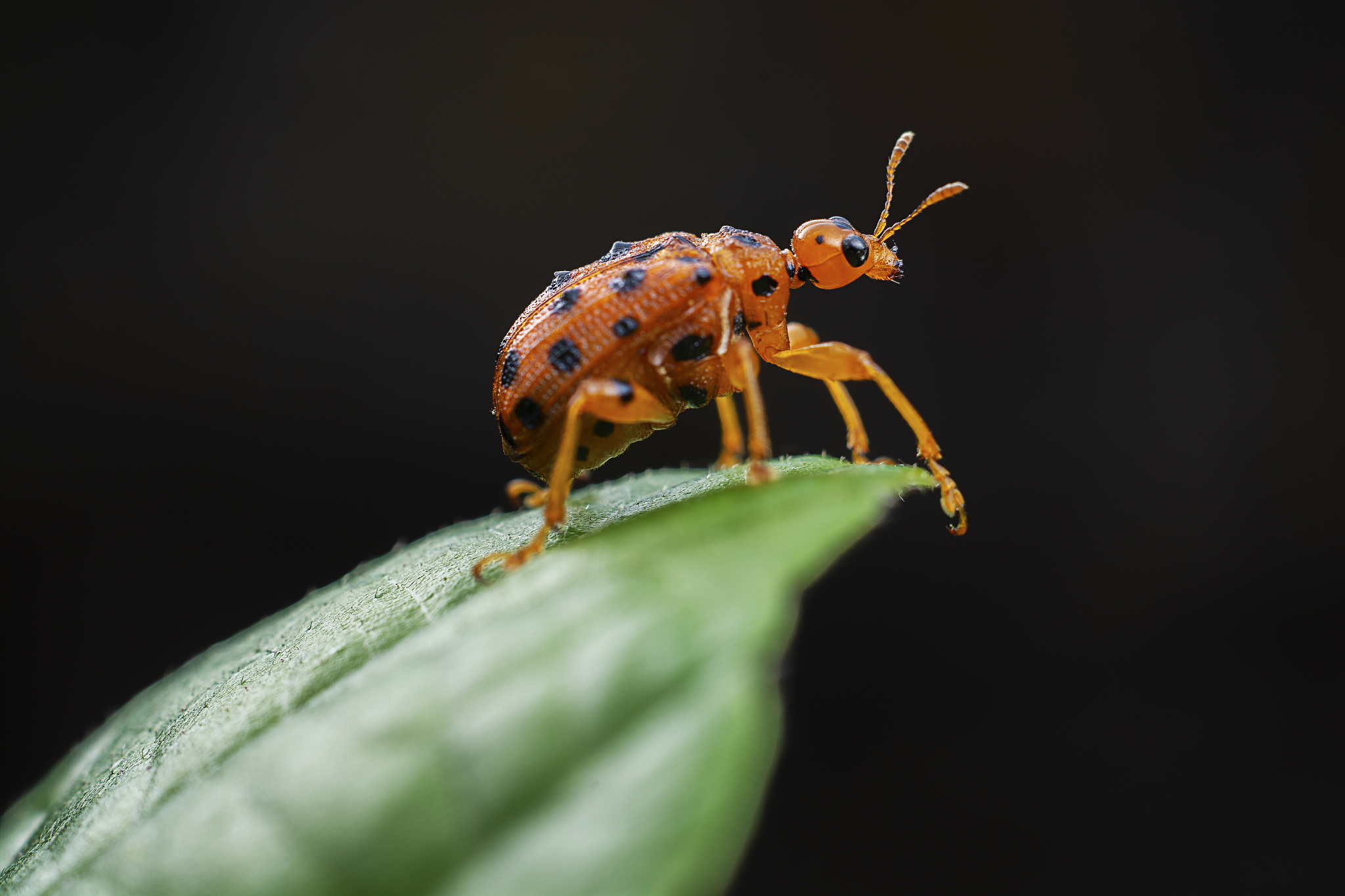 昆虫