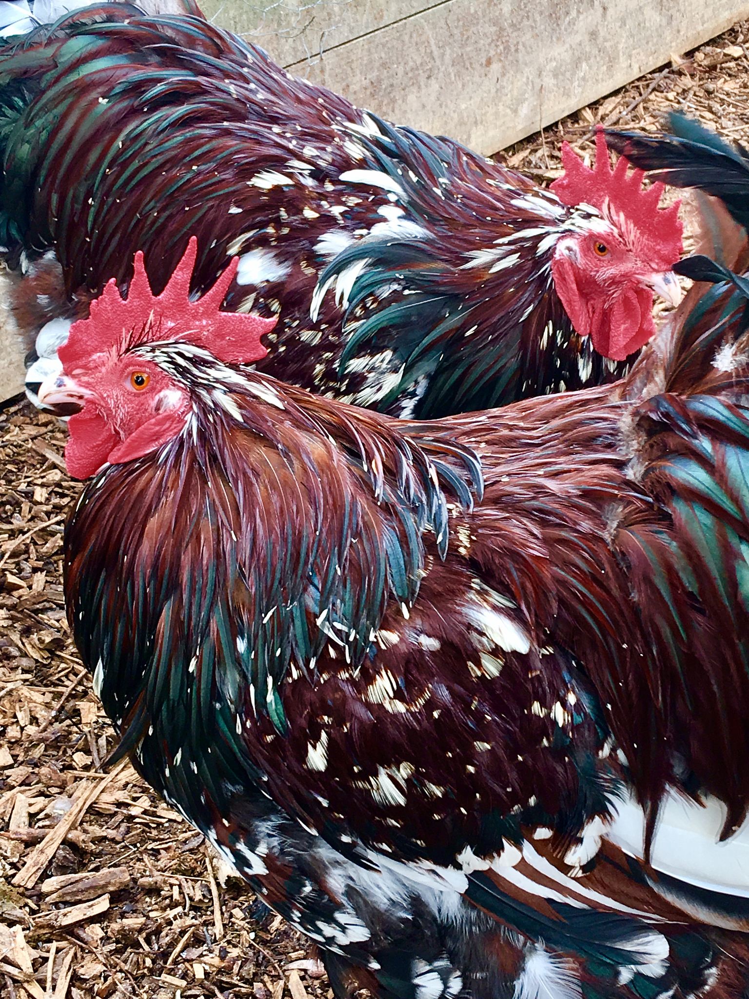 chicken