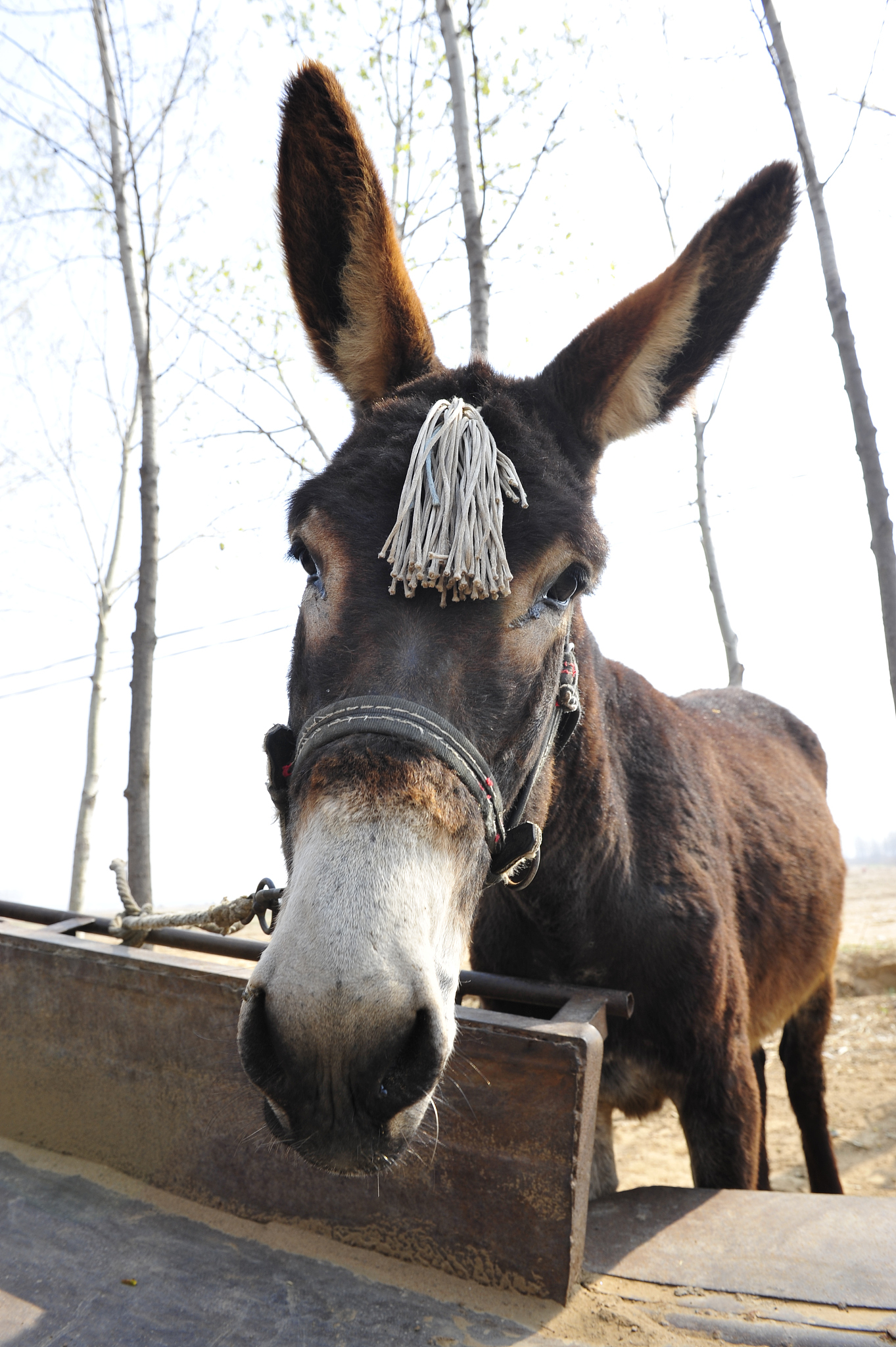 the donkey