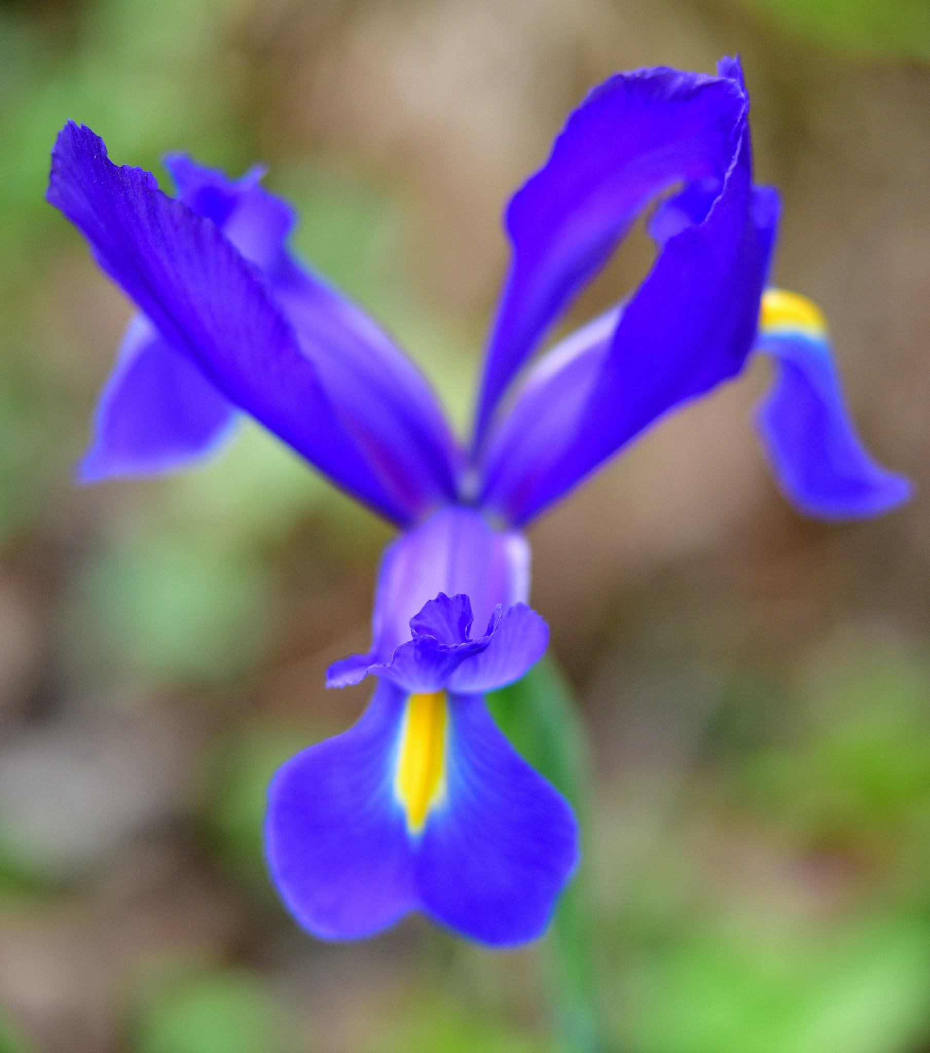 spring flowers