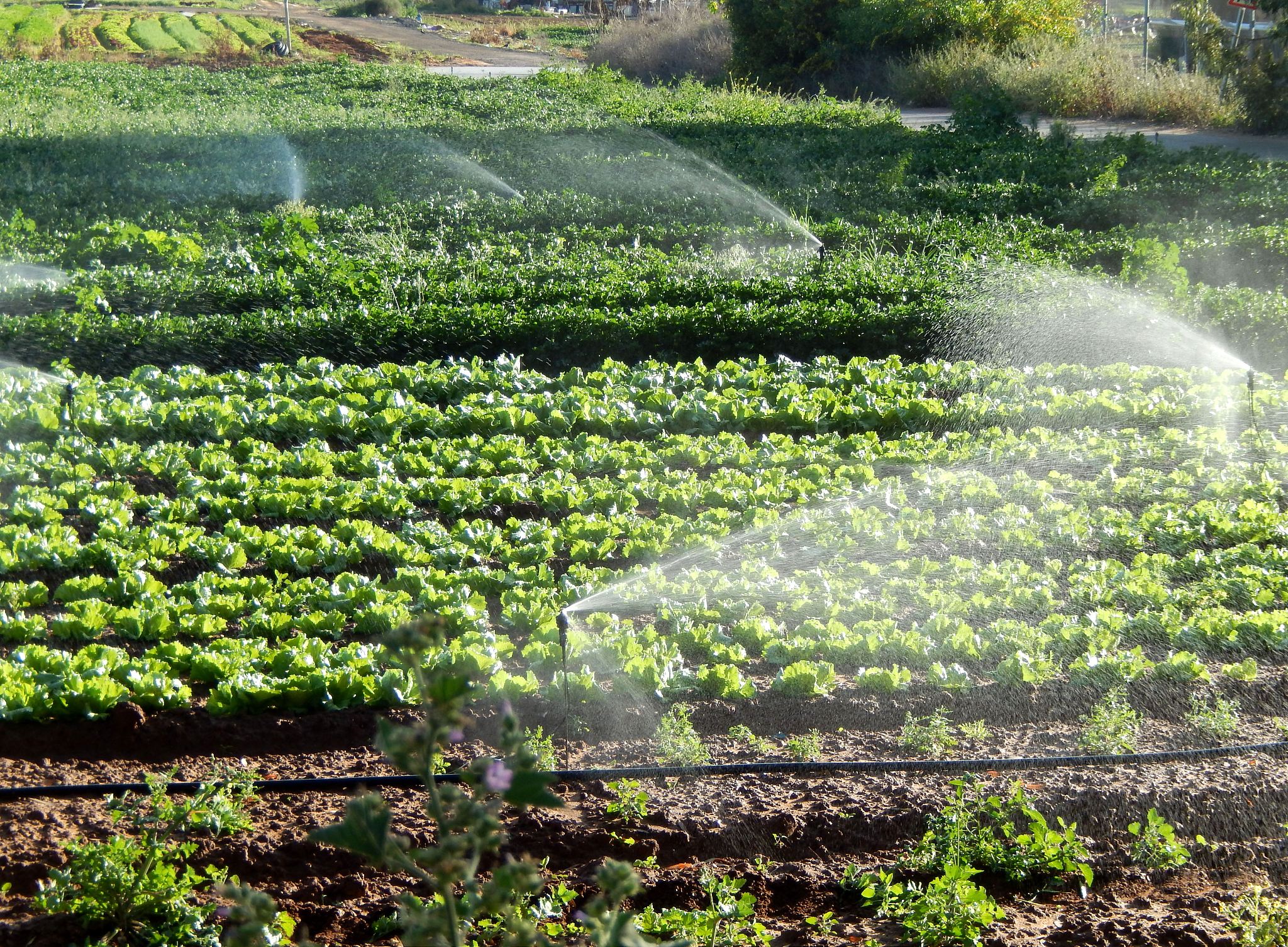 土壤盐碱化形成原因：自然因素和人为因素详解
