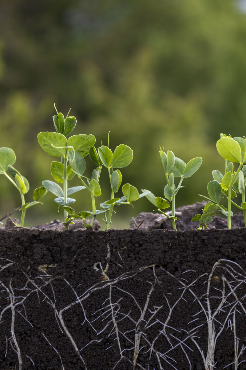 涝害后植物为什么会生长减缓