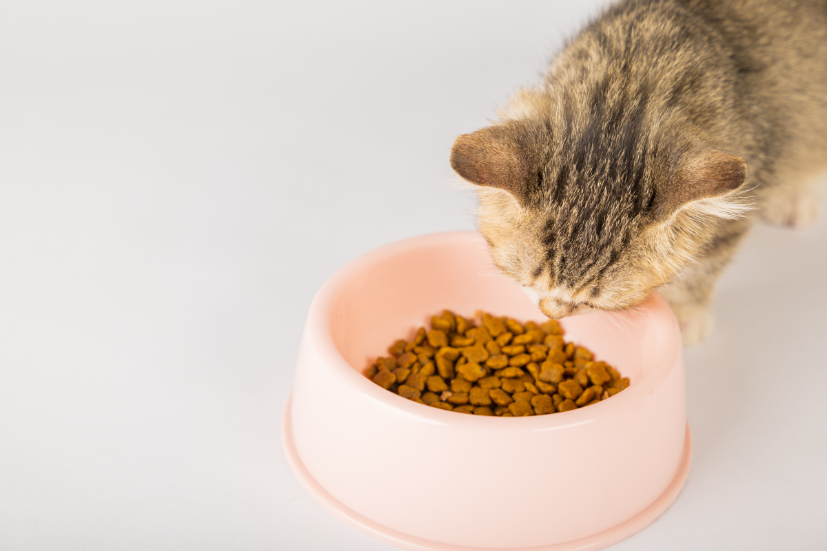 猫吃猫粮的图片