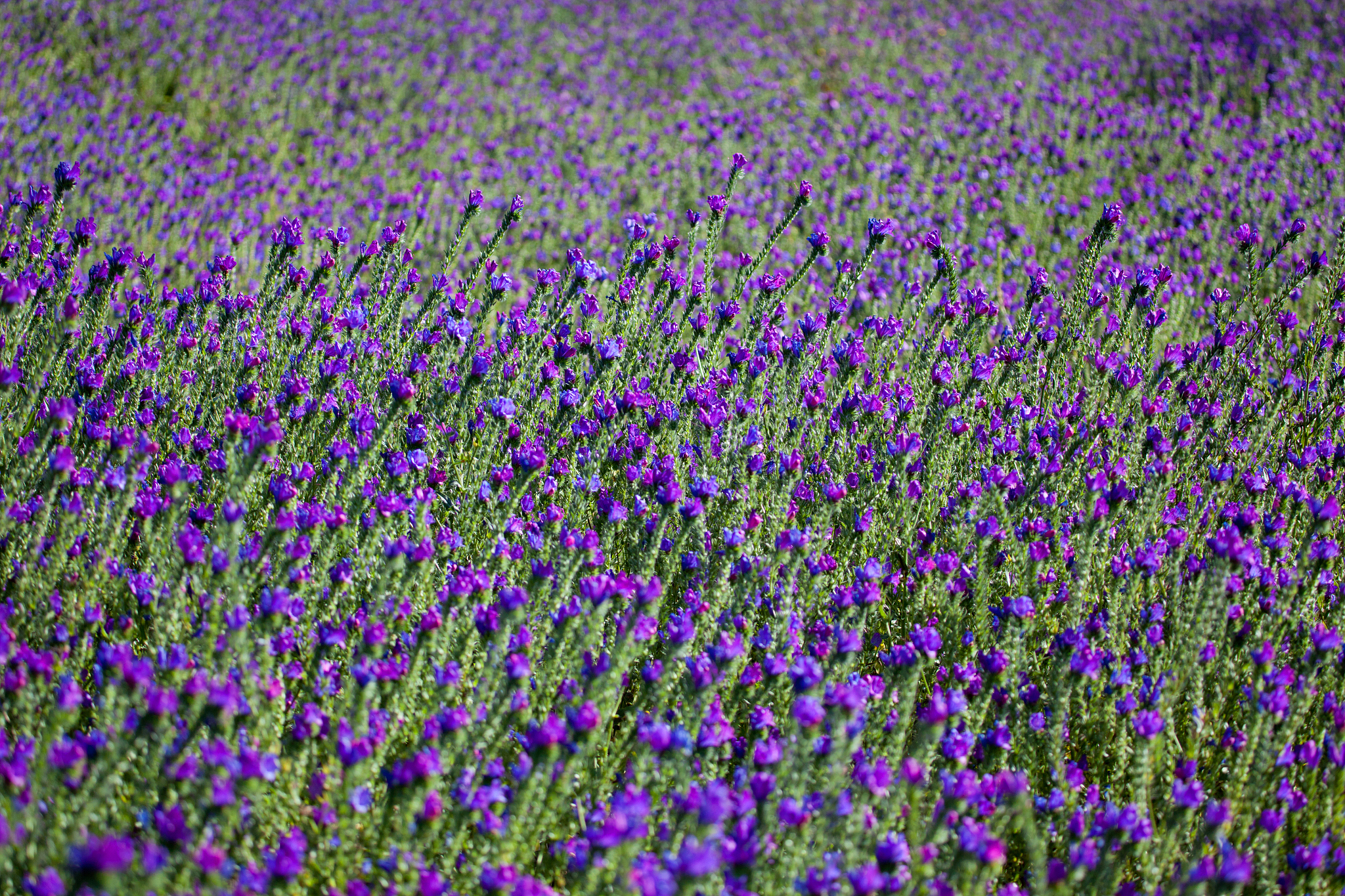 一句诗写出你向往的生活