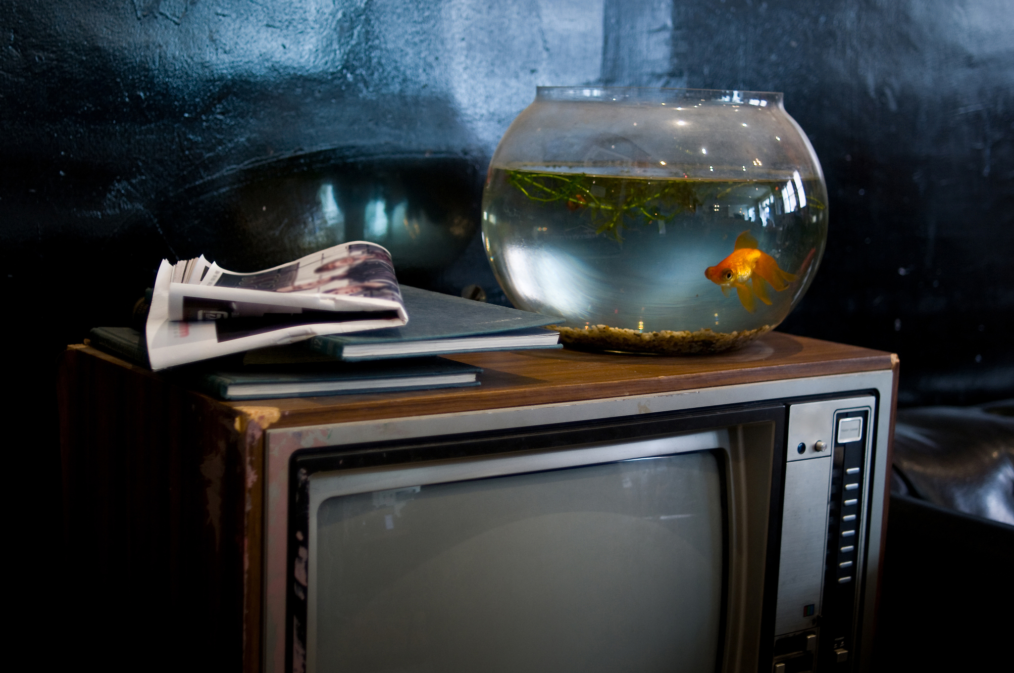 七秒记忆循环：金鱼与爱