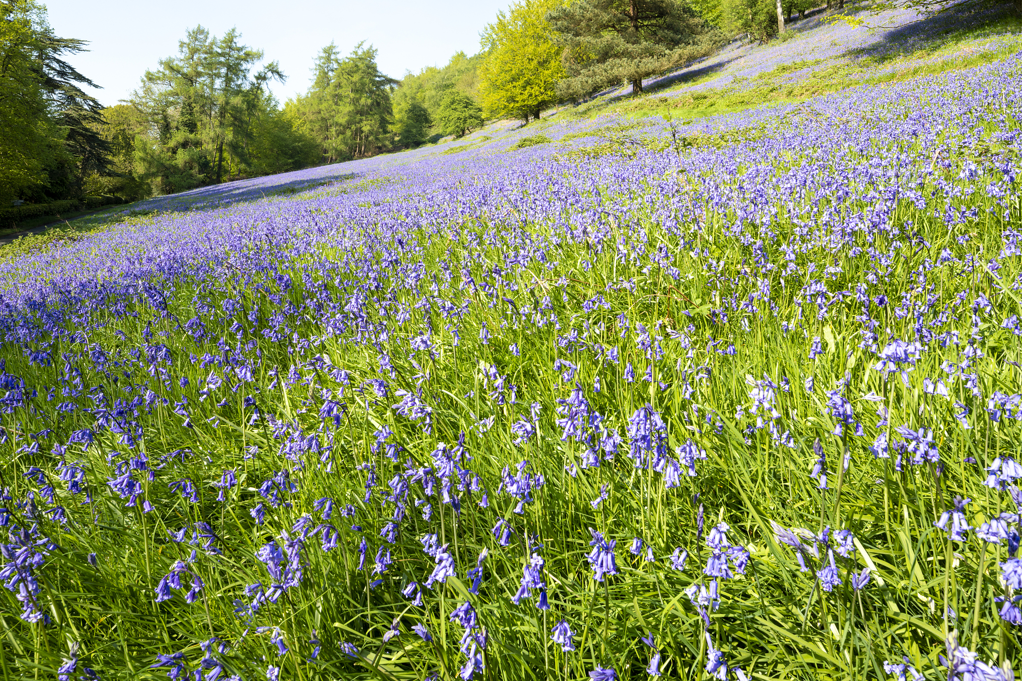 a sweeping display of bluebells in may on the slopes of the malv