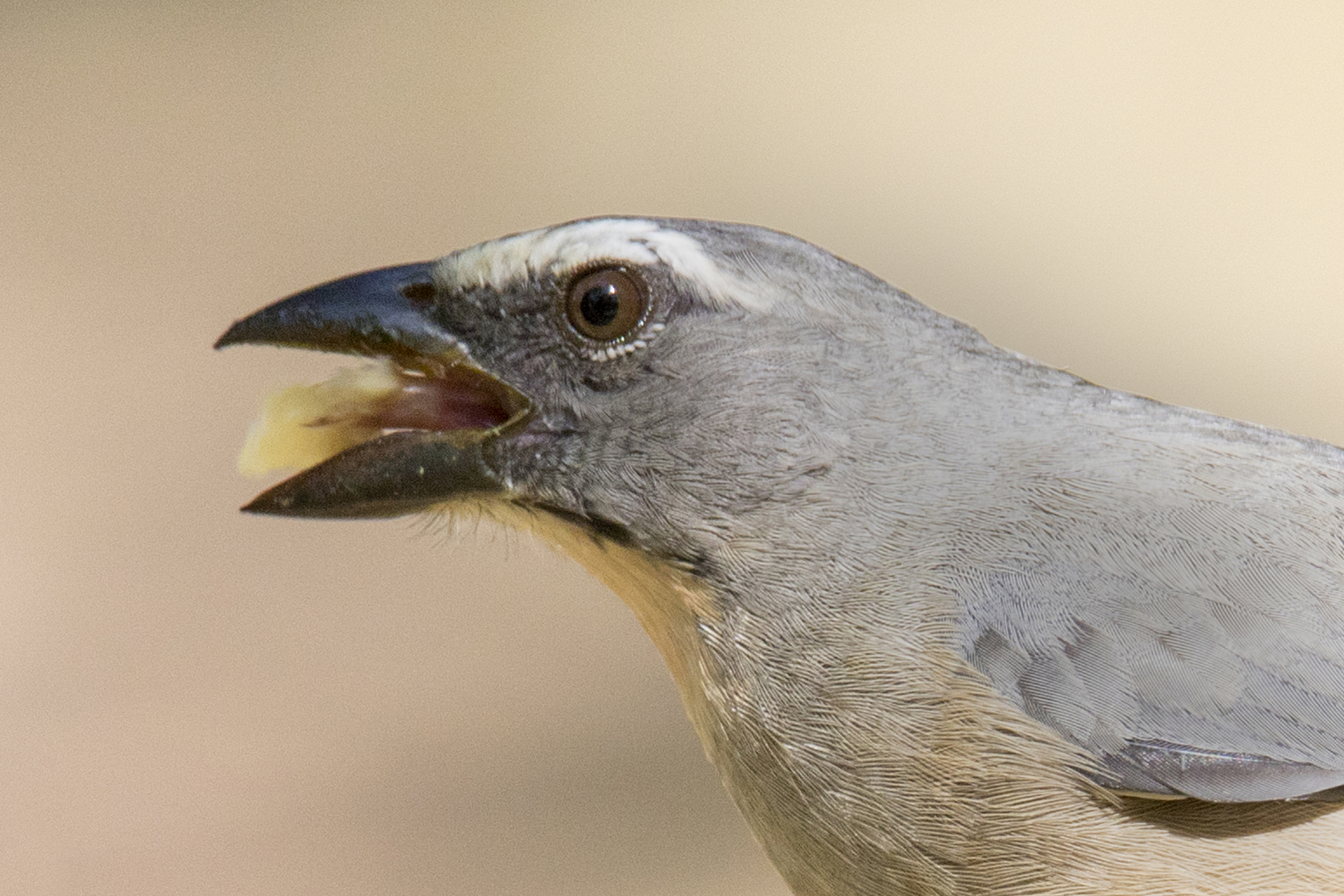 grayish saltator eating close-up
