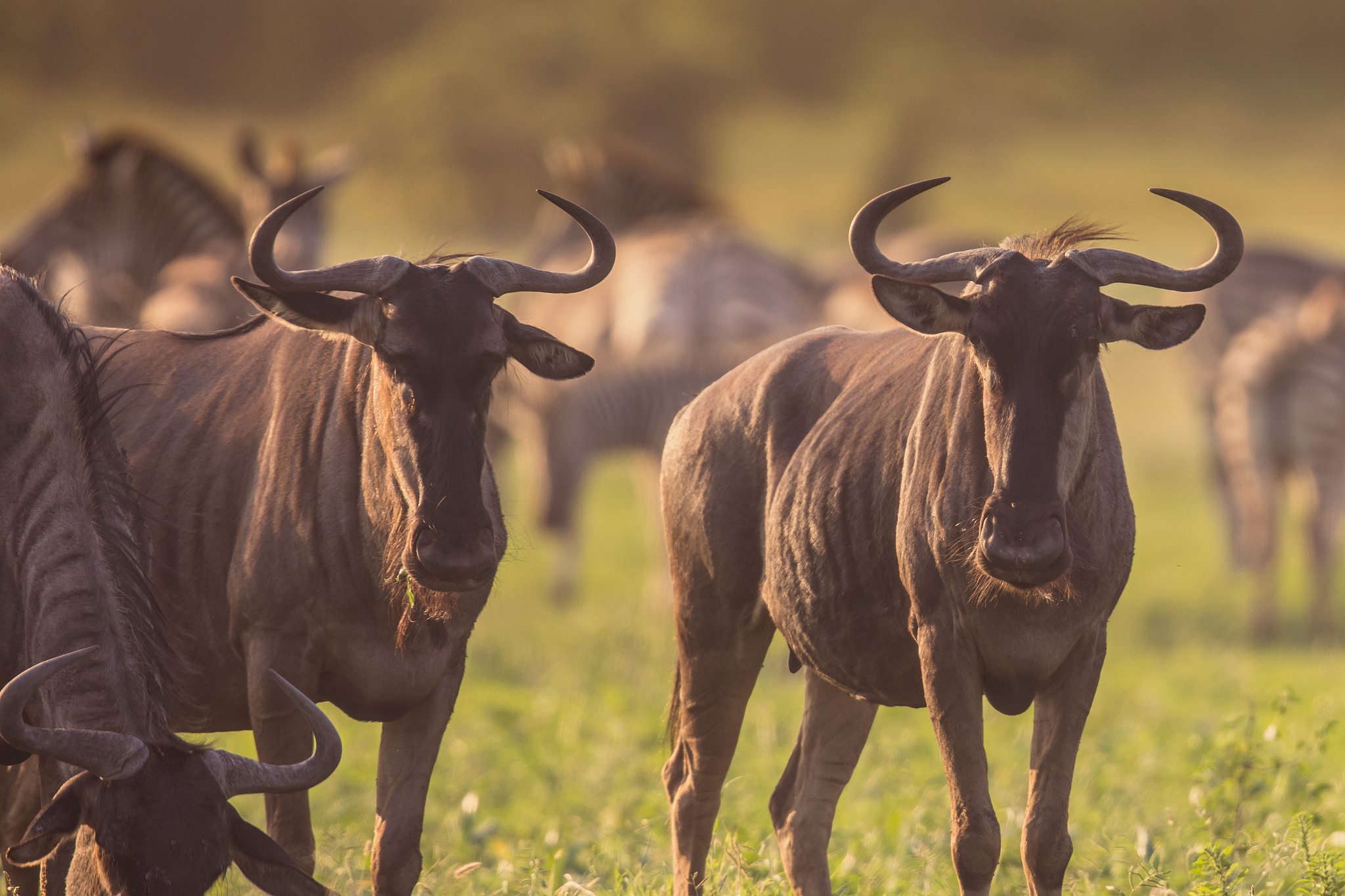 blue wildebeest herd grazing at mooiplas