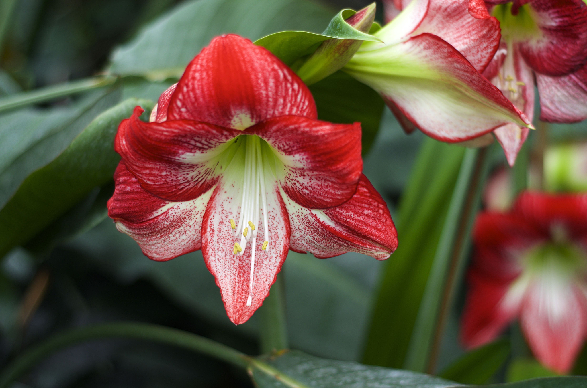 玉林兰花种植产业现状及问题分析