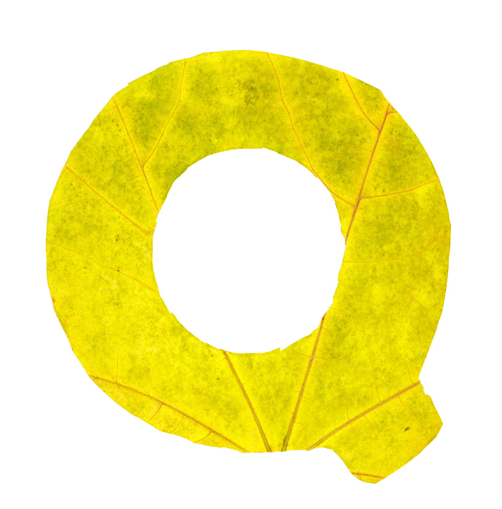 letter q carved from the autumn leaves