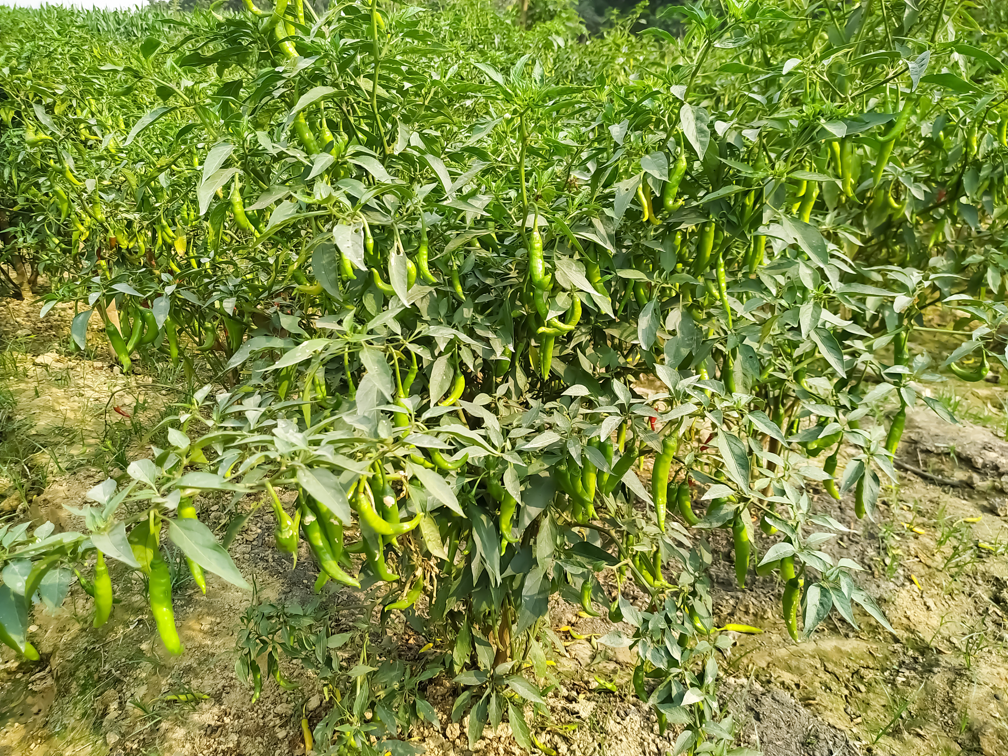 朝天椒施肥方案：提高产量和品质的秘诀