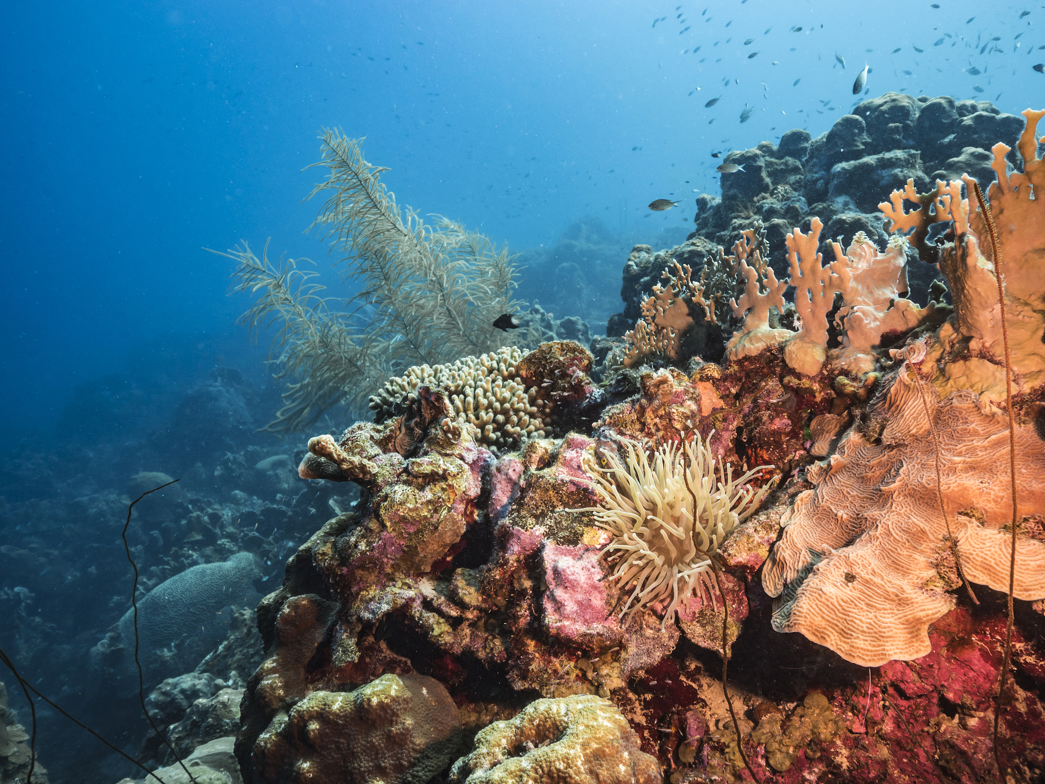 珊瑚礁养殖：保护与恢复海洋生态系统的希望