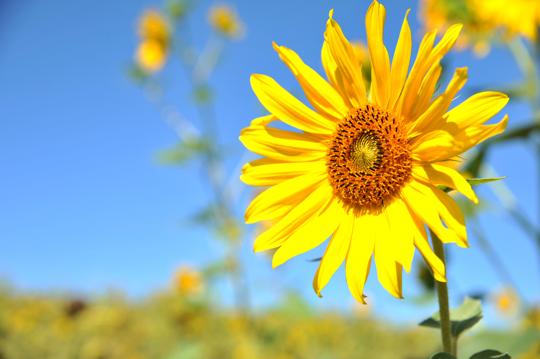 关于向日葵的四字词语10个：阳光明媚、欢声笑语等