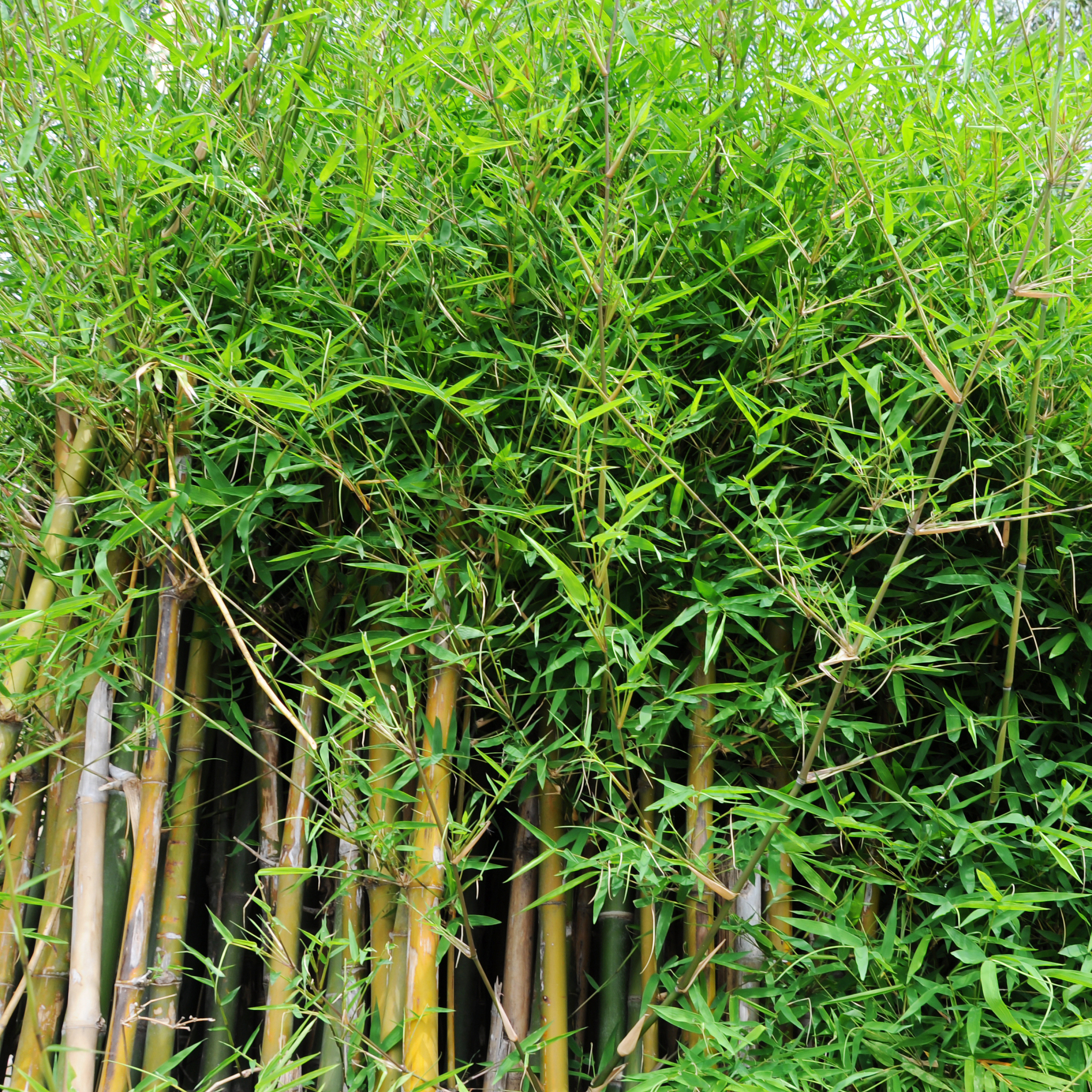 竹类繁殖策略：分株、篦子、种子、插条等方法 - 探索指南