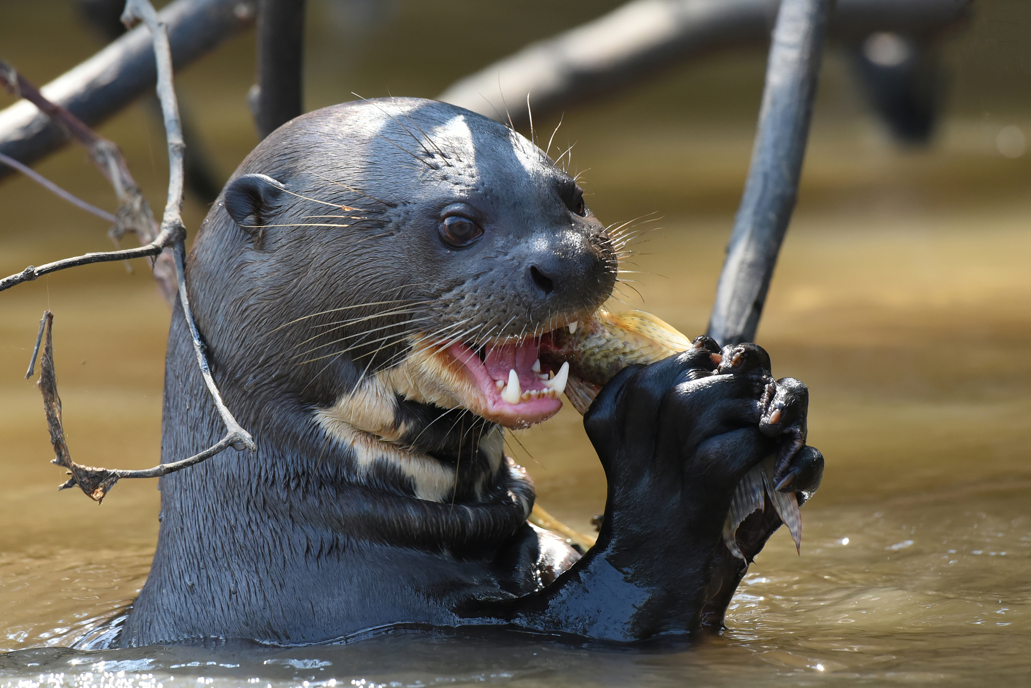 giant river otter in the cuiaba river, eating fish