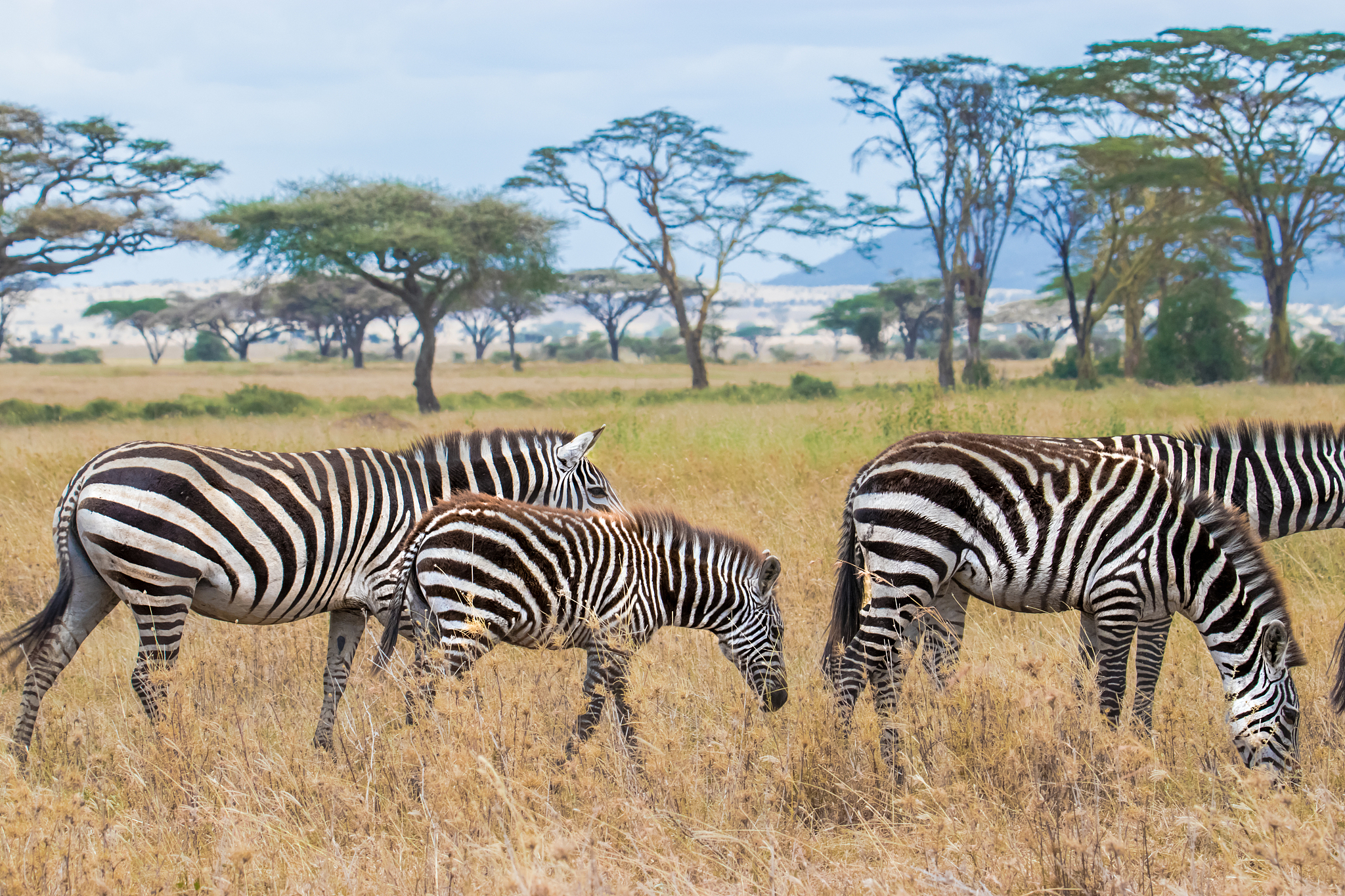 herd of zebras in african savanna