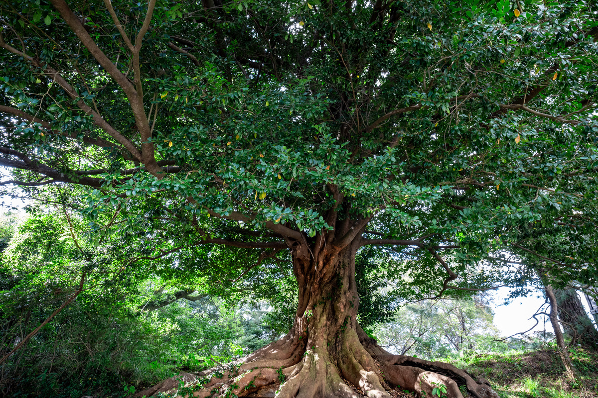 四川千年荔枝树