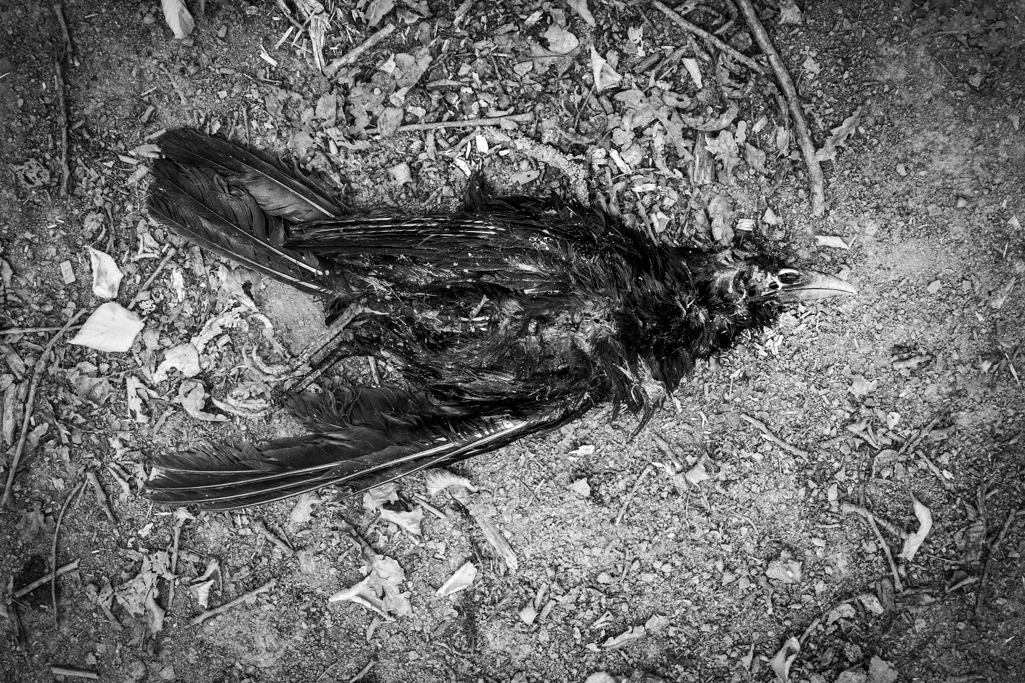 dead crow lying on floor