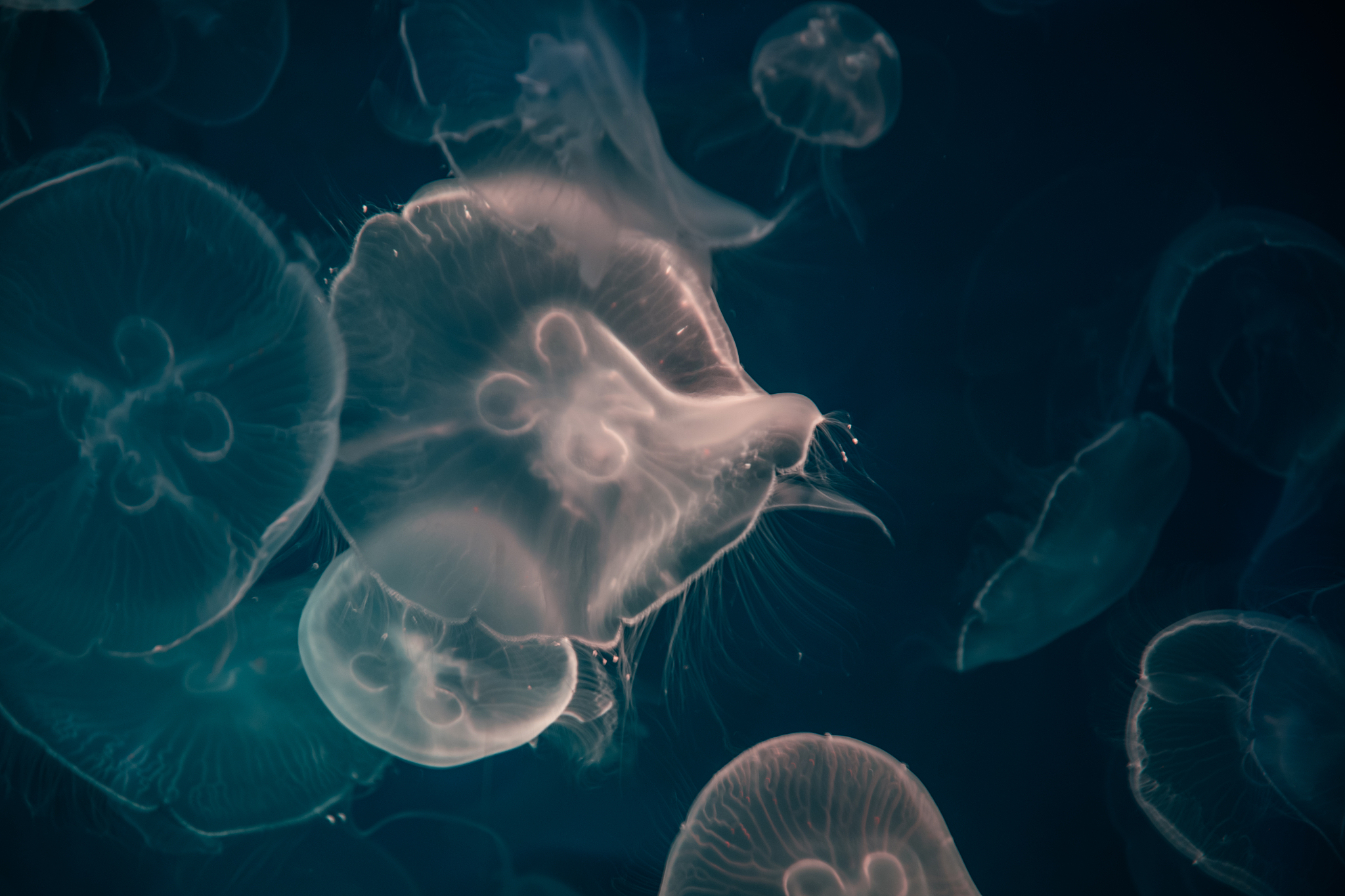 close-up of jellyfish in aquarium