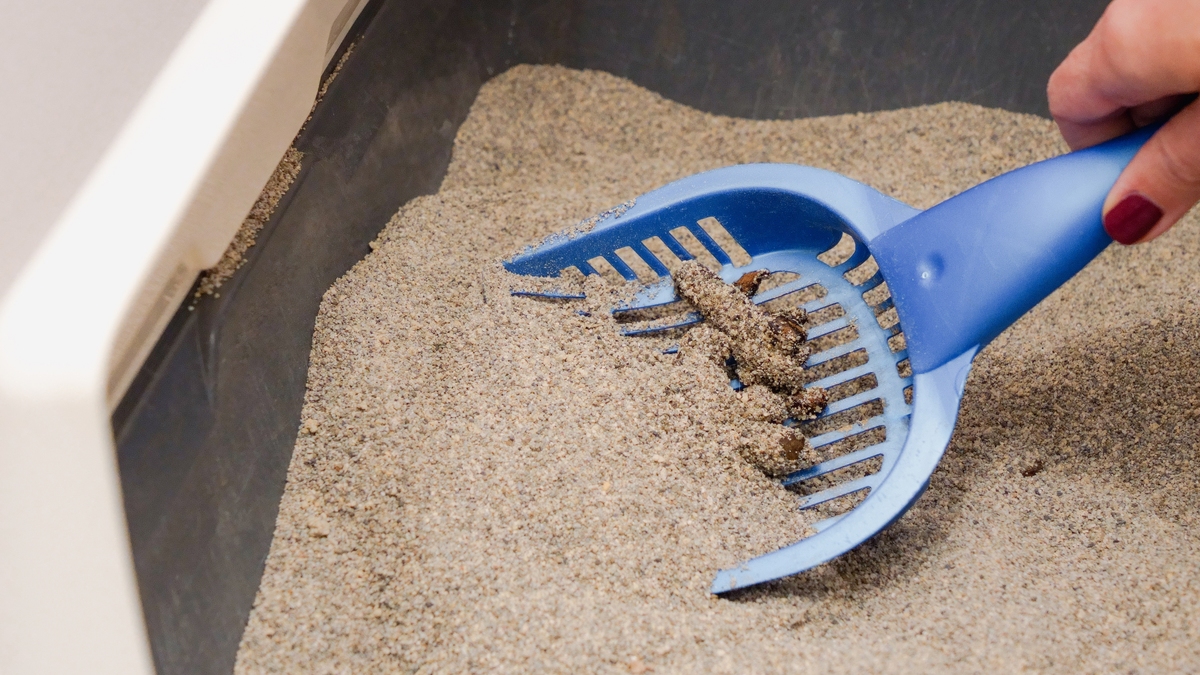 猫砂发展史：从简陋到智能，见证猫砂行业的革新