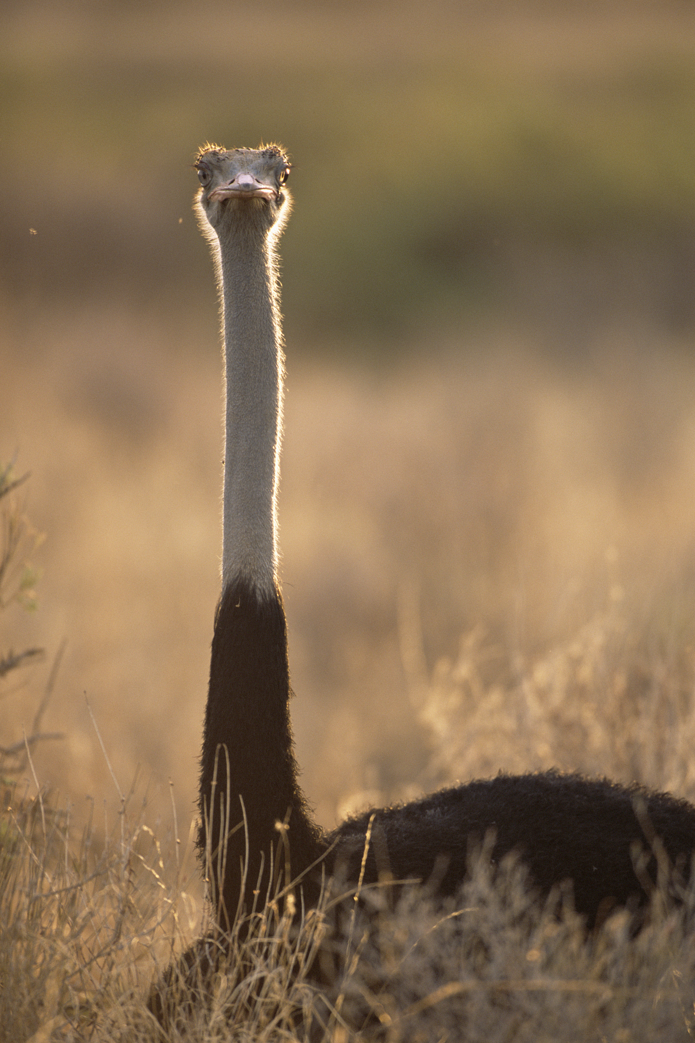 黎明觉醒鸵鸟位置指南：草原、沙漠、洞穴！