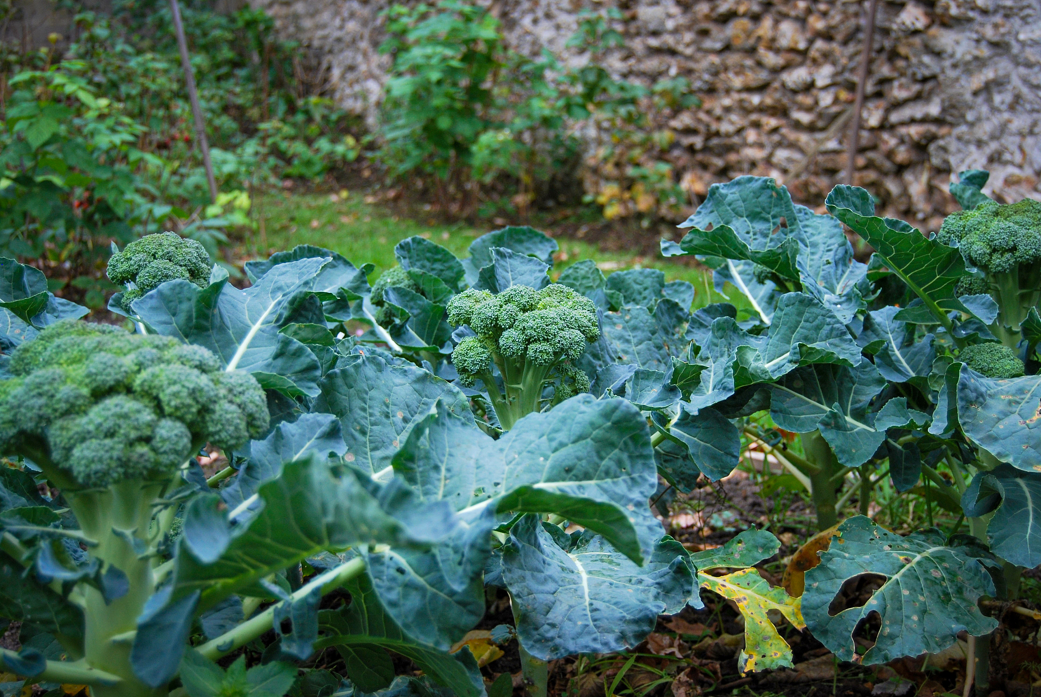 西兰花生长过程中的农药使用真相：你需要了解的真相