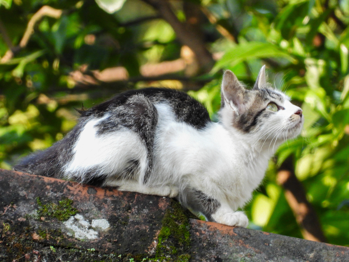 扮演一名猫咪主人的口吻写篇字数不少于800字新手养猫：如何快速跟猫猫熟悉起来？的文章要有和读者互动语句重新编写个标题