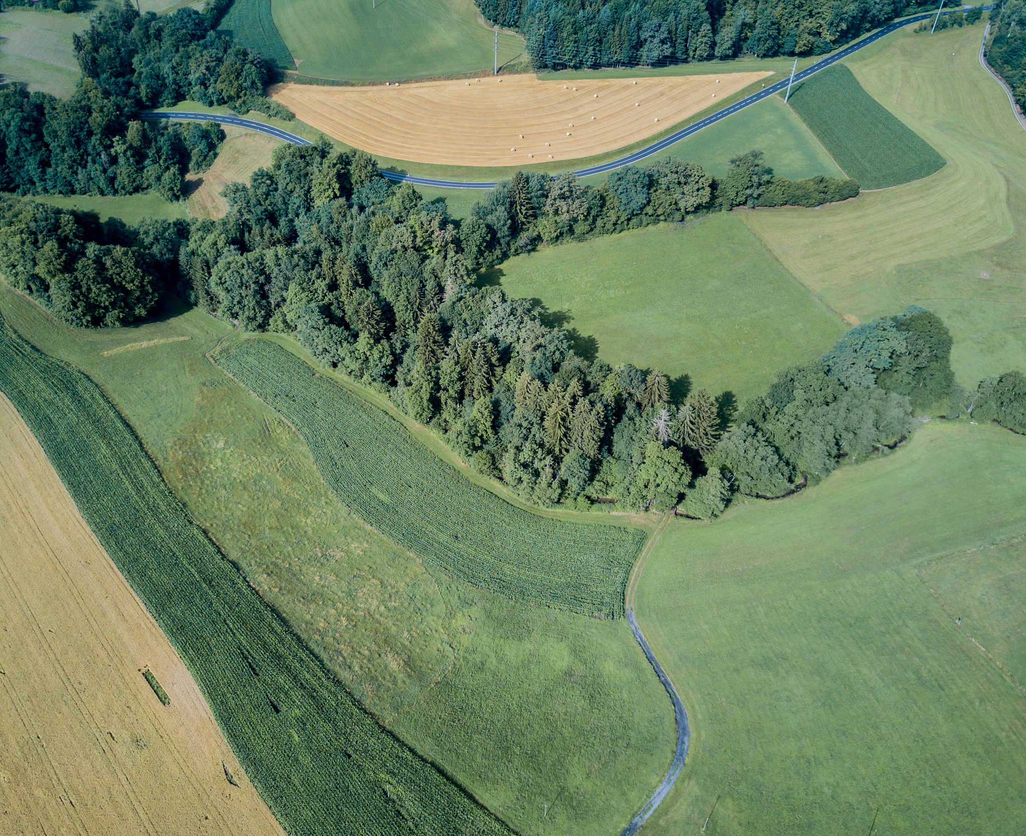 high angle view of trees on landscape