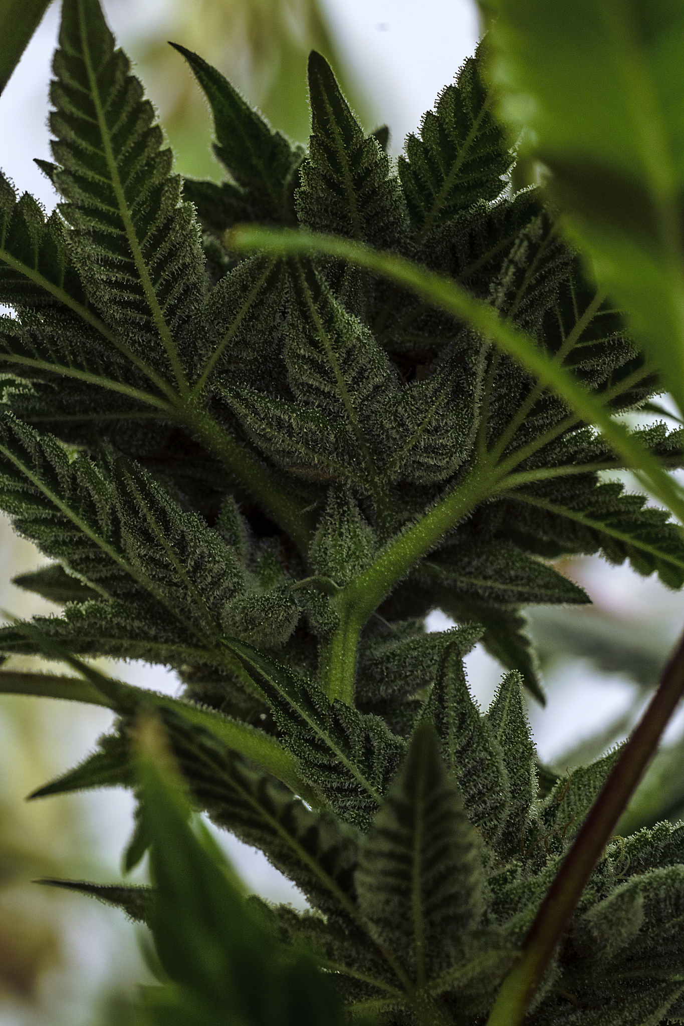 live cannabis macro bud shot