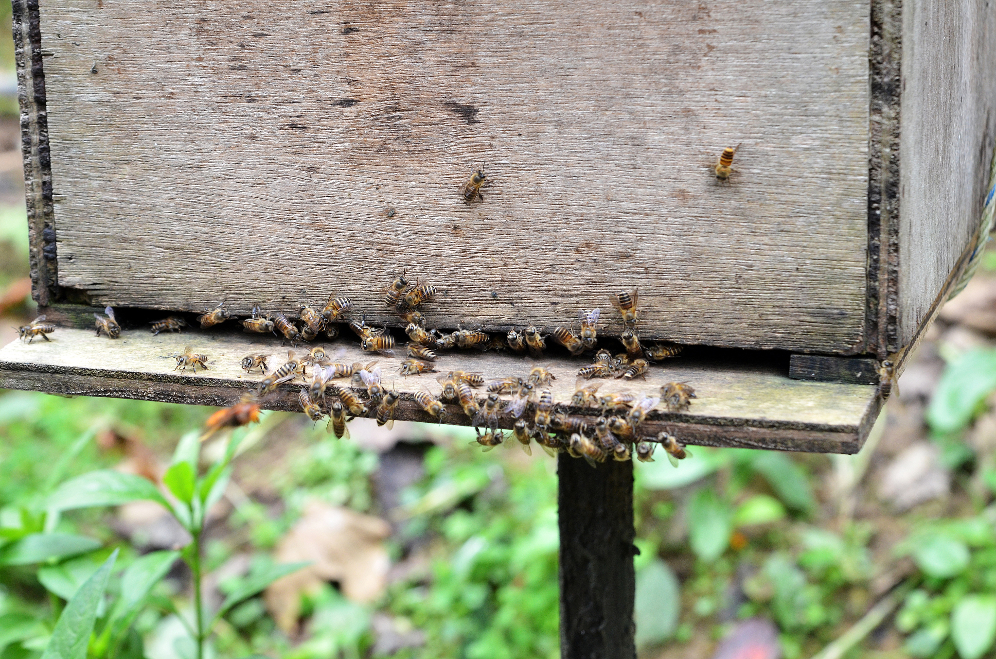 bee farms located in cameron highlands malaysia