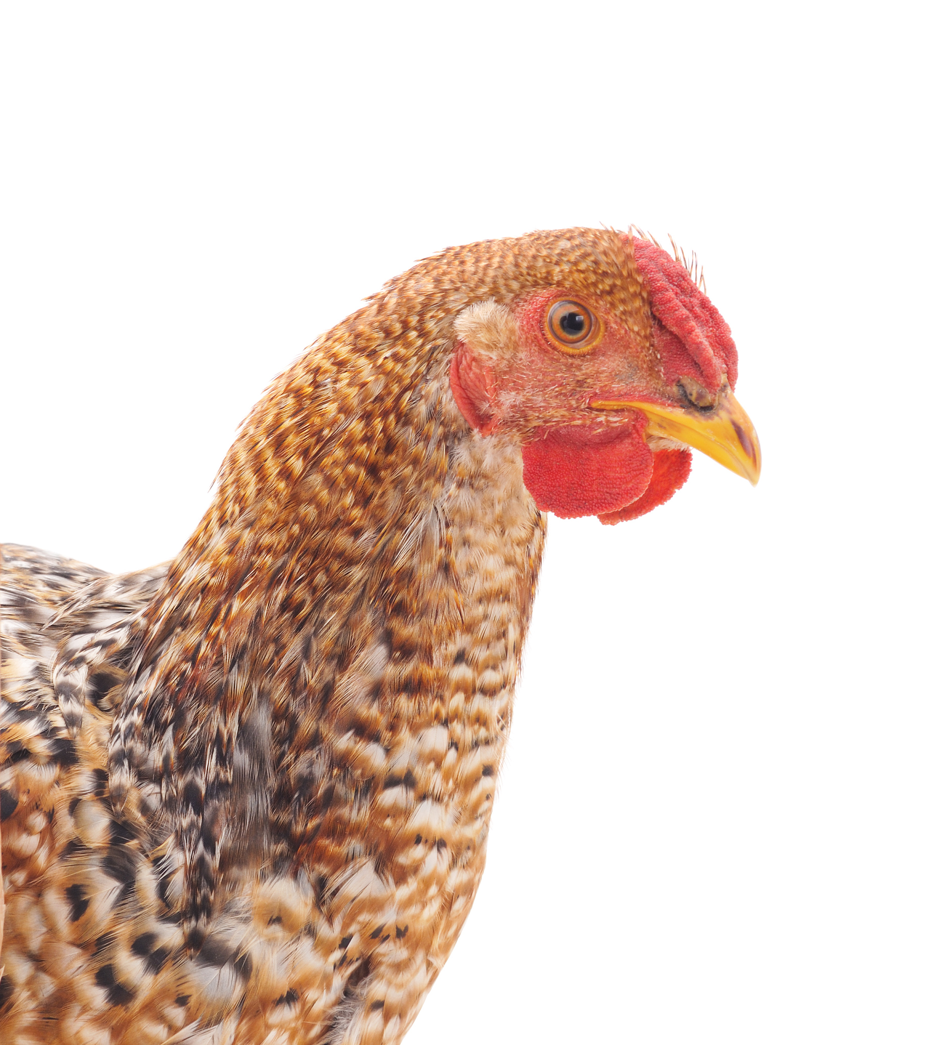 one brown chicken.