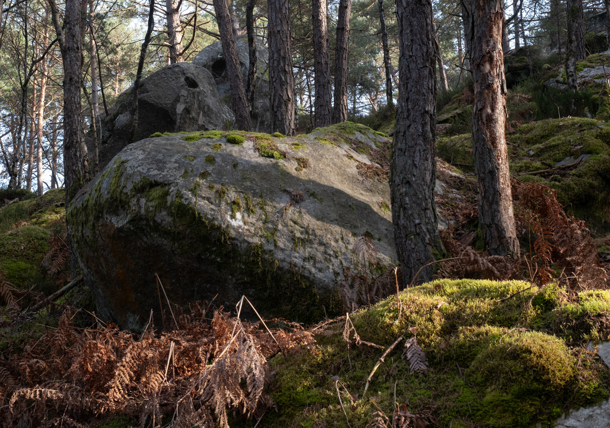 松林奇观：蘑菇般的斗笠，自然造化的美丽