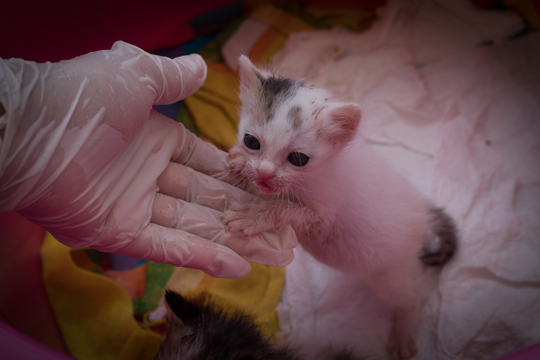 奥地利猫FPV、FHV-1和FCV抗体水平及影响因素分析
