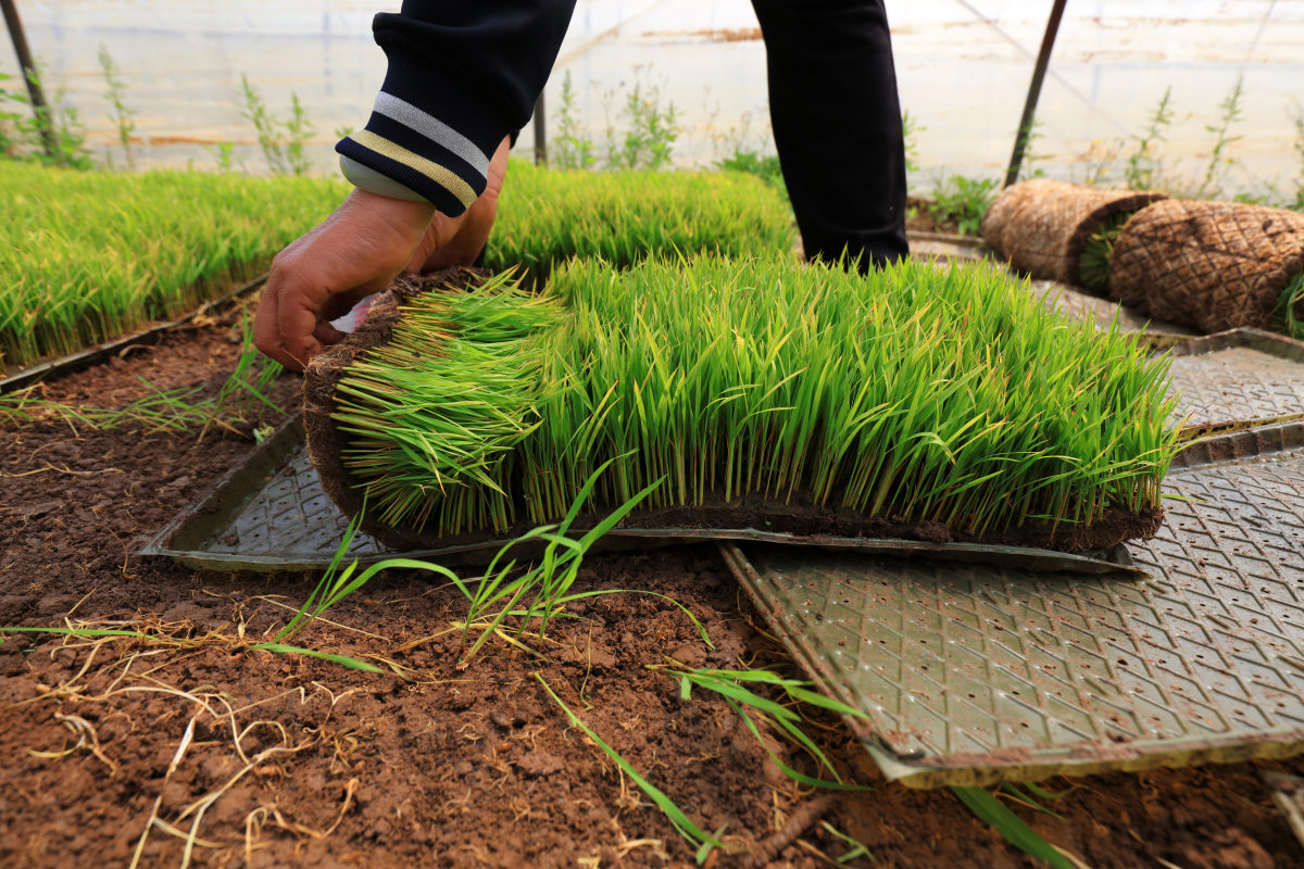 插秧的方法与技巧什么时候是插秧季节3000字