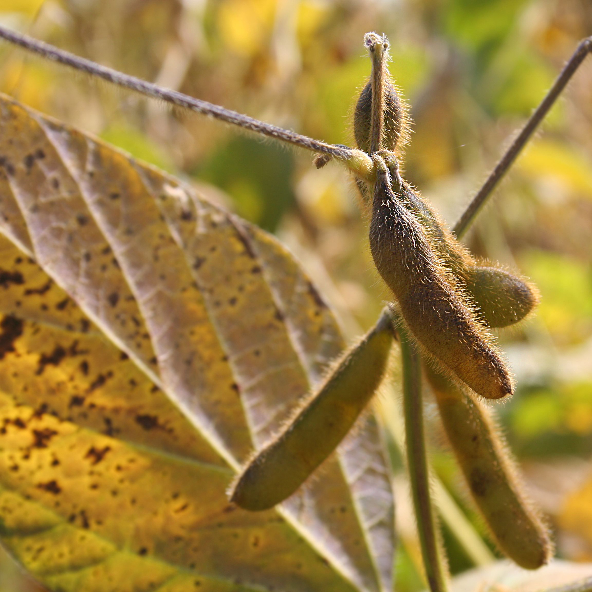 The yields loss of soybean increases by 1501 from 1232 翻译