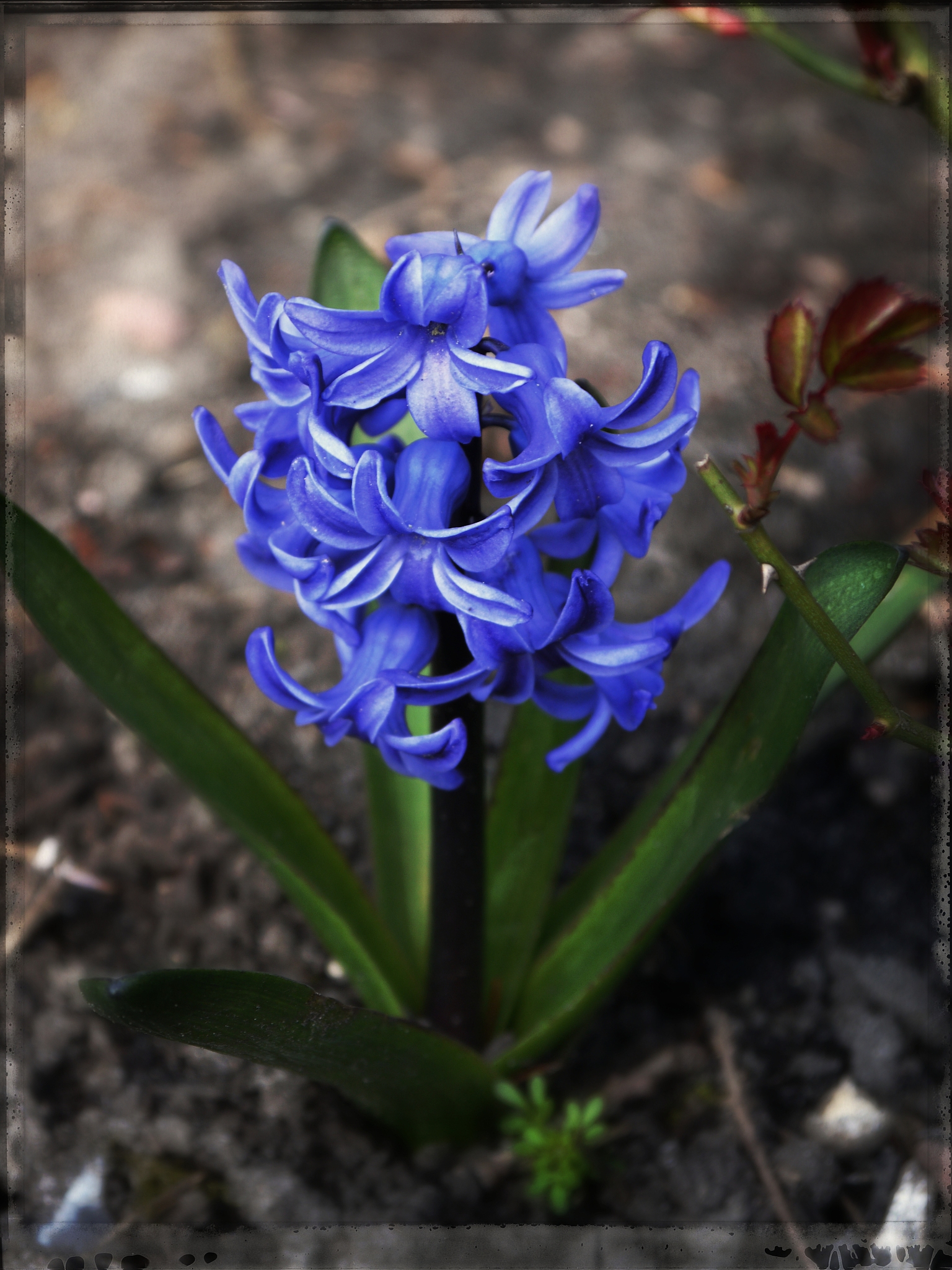blooming flower
