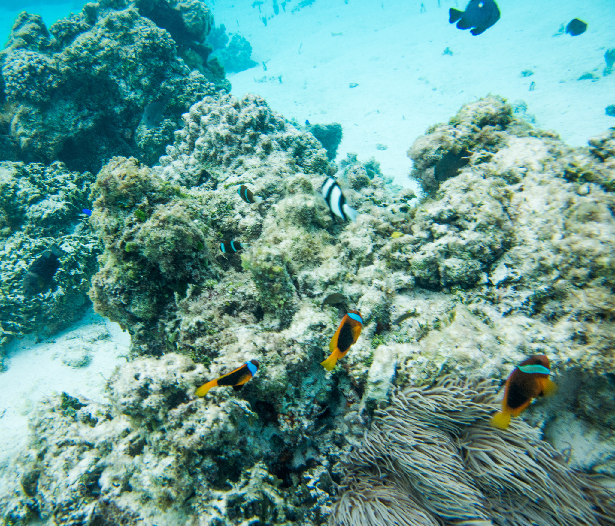 1200字关于人类探索进化之路：达尔文的进化论