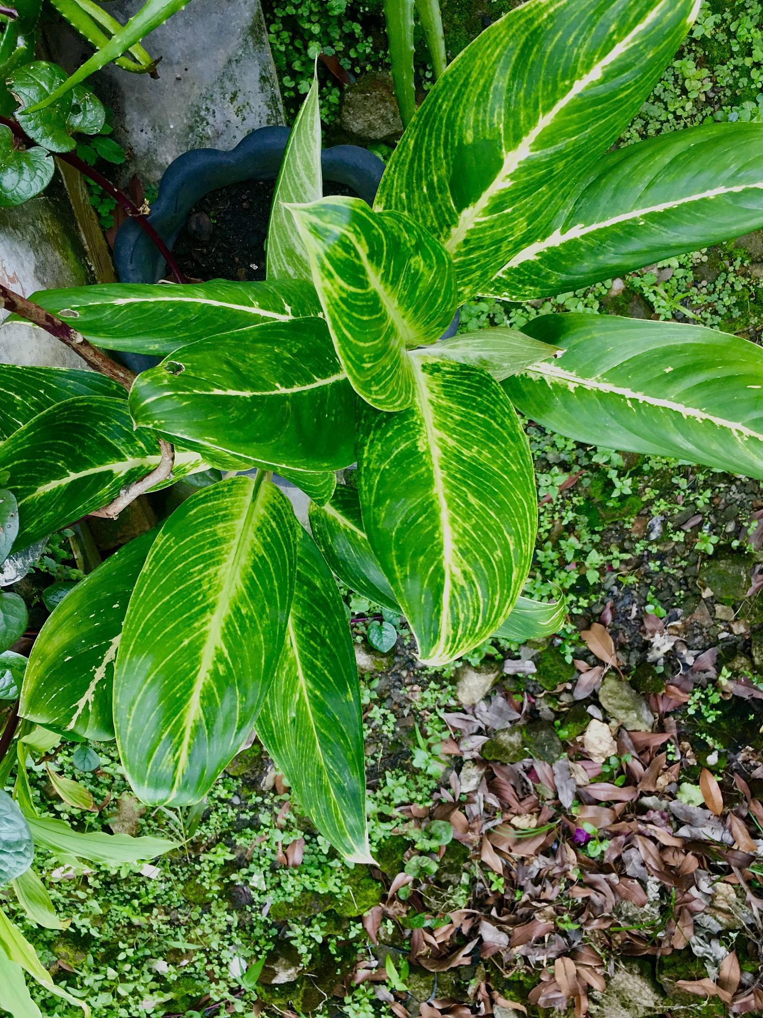 green plant chlorophyll