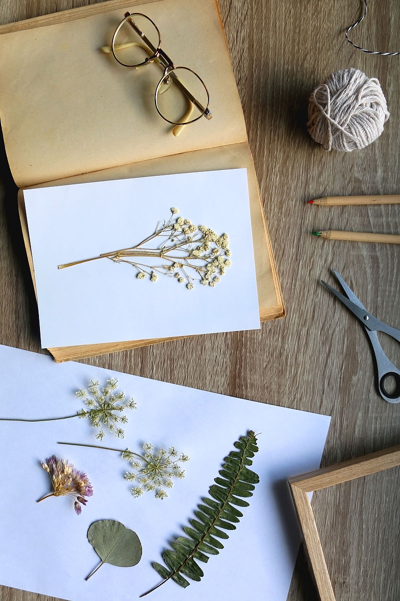 植物标本制作指南：从采集到保存的完整步骤