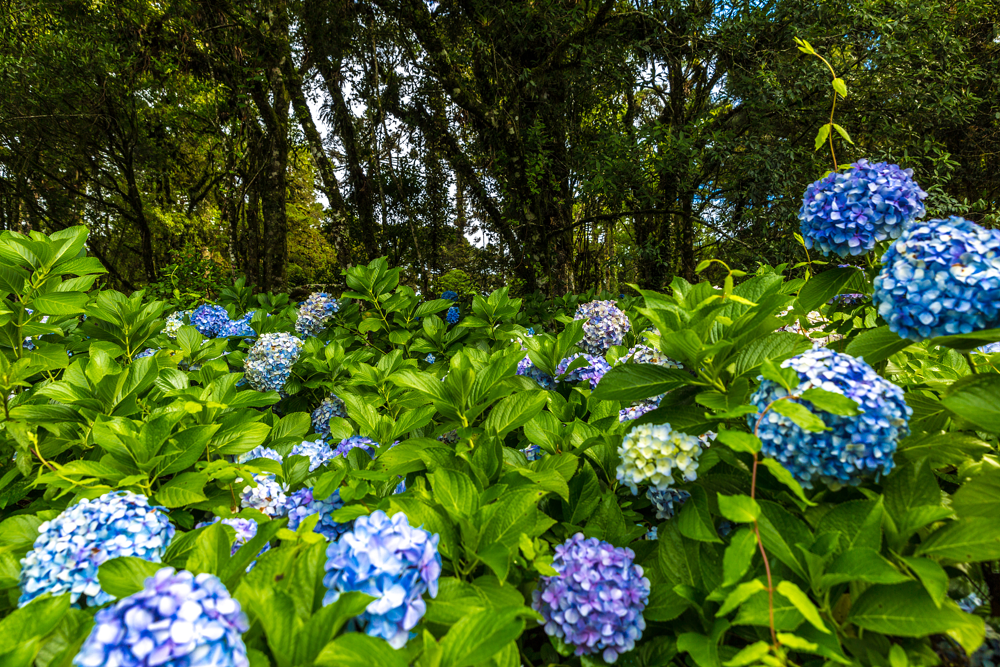 wonderful hydrangea flower in gramado and canela, rio grande do 