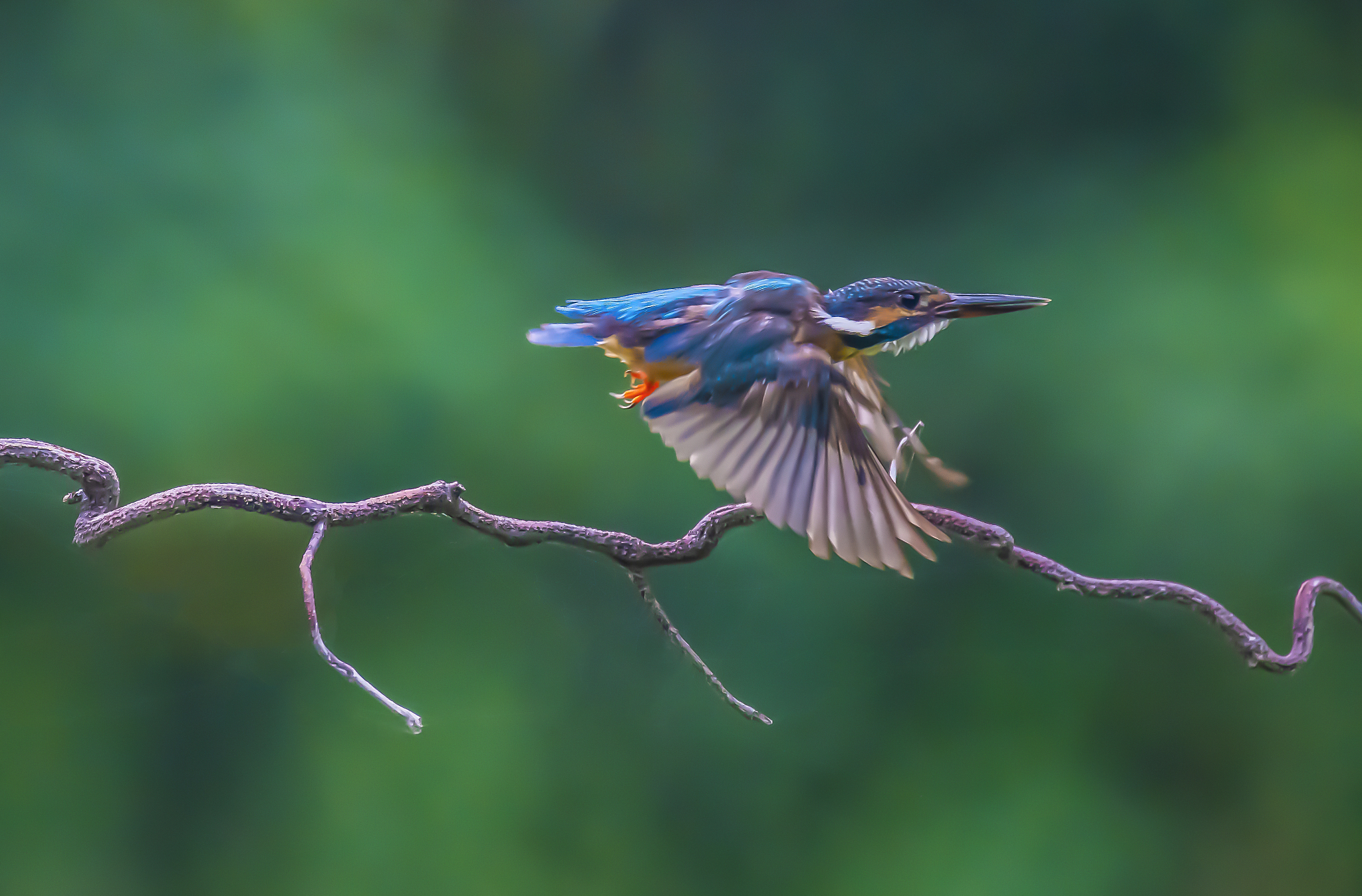 为什么小鸟会飞？ - 幽默笑话